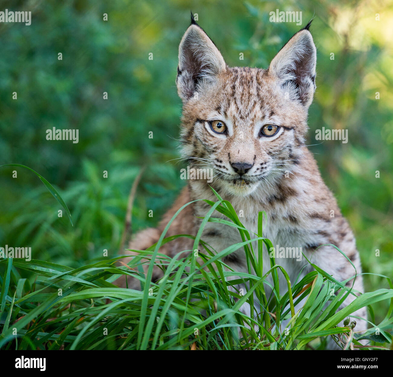 Schoenebeck brut, de l'Allemagne. Du 1er septembre 2016. Un jeune lynx (Lynx lynx) dans un enclos au parc Schorfheide brut en Allemagne, Schoenebeck, 1 septembre 2016. Deux jeunes lynx sont nés à peu près il y a deux mois et demi. Le parc nord de Berlin est habitée par des animaux et certains qui sont probablement éteintes dans la nature. PHOTO : PATRICK PLEUL/dpa/Alamy Live News Banque D'Images