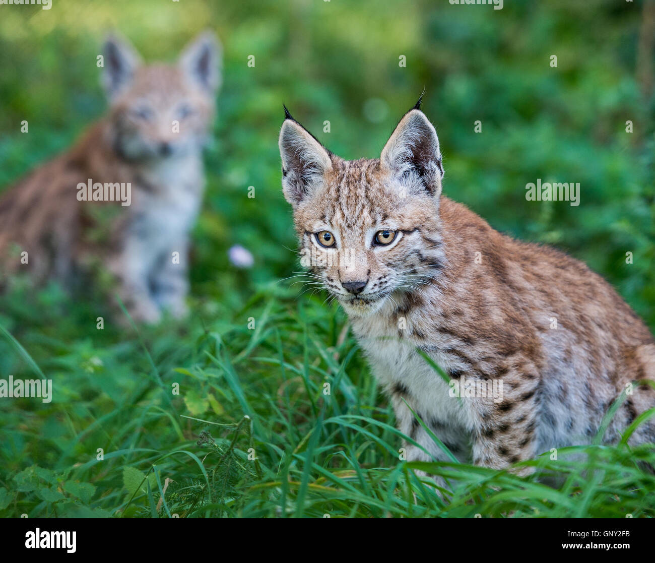 Schoenebeck brut, de l'Allemagne. Du 1er septembre 2016. Un jeune lynx (Lynx lynx) dans un enclos au parc Schorfheide brut en Allemagne, Schoenebeck, 1 septembre 2016. Deux jeunes lynx sont nés à peu près il y a deux mois et demi. Le parc nord de Berlin est habitée par des animaux et certains qui sont probablement éteintes dans la nature. PHOTO : PATRICK PLEUL/dpa/Alamy Live News Banque D'Images
