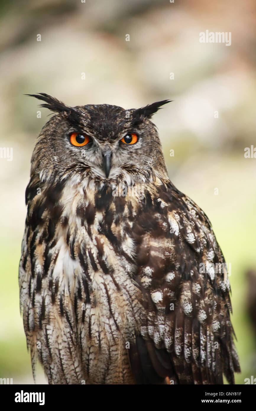 Hibou grand-duc d’Amérique Banque D'Images