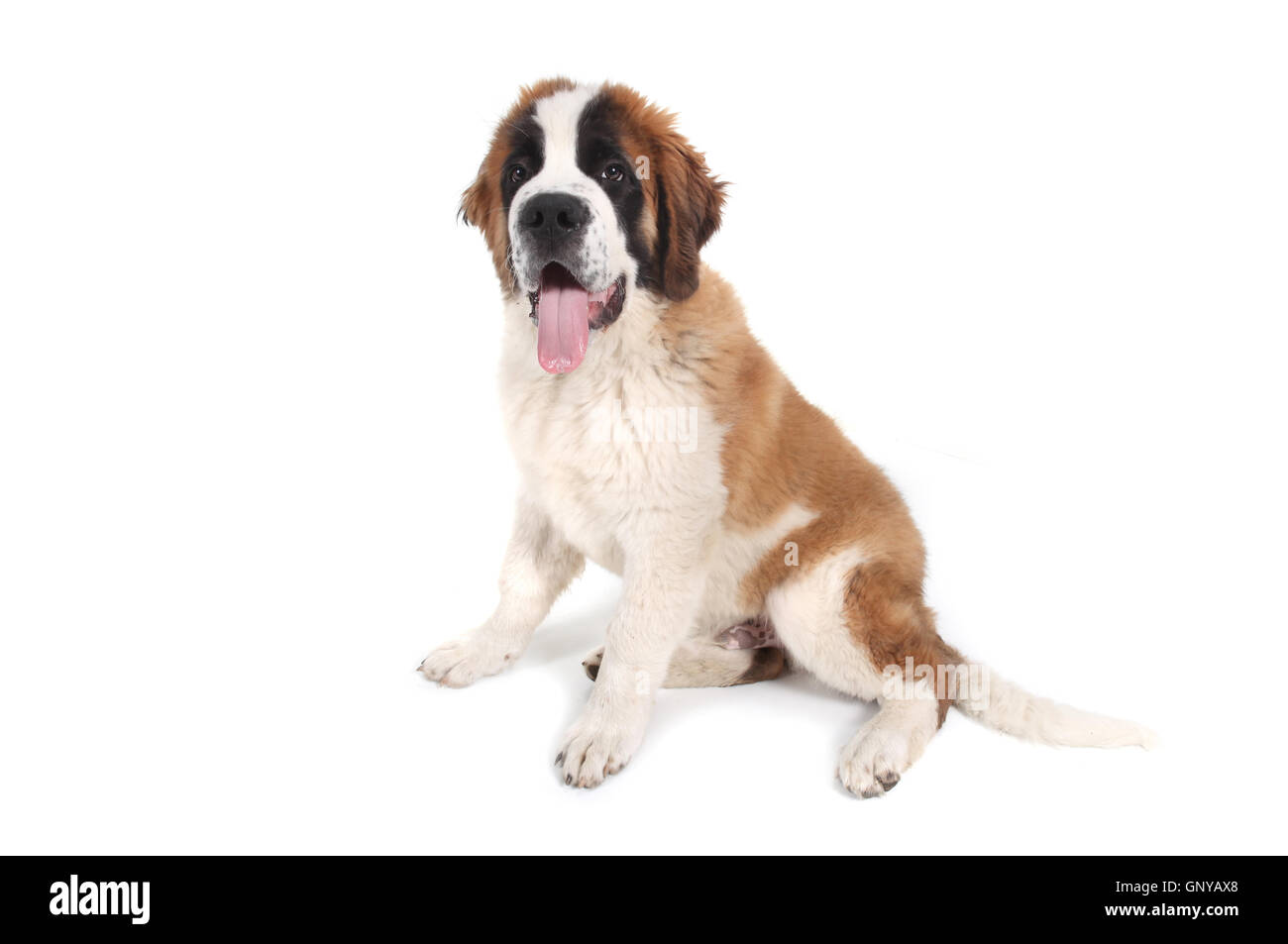 Saint Bernard mignon chiot de race Banque D'Images