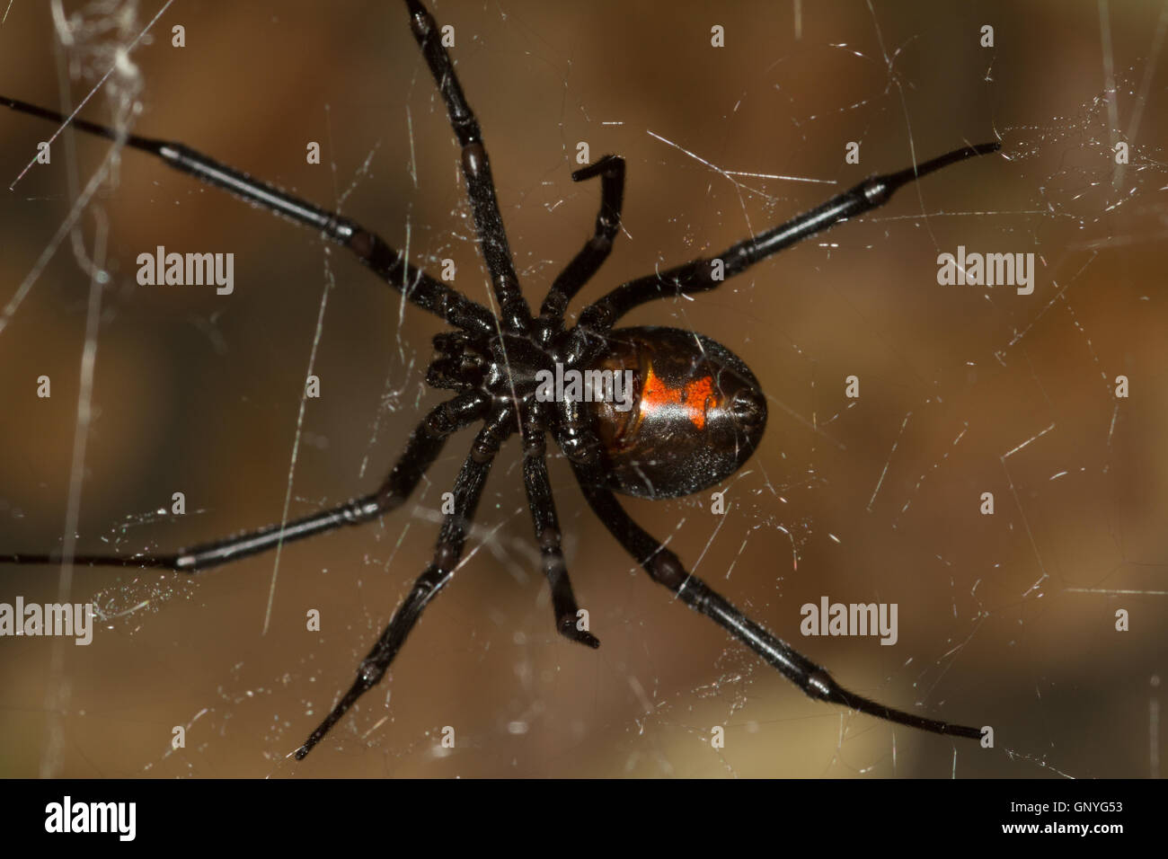 L'araignée Veuve noire sur le web. La Californie. USA Banque D'Images