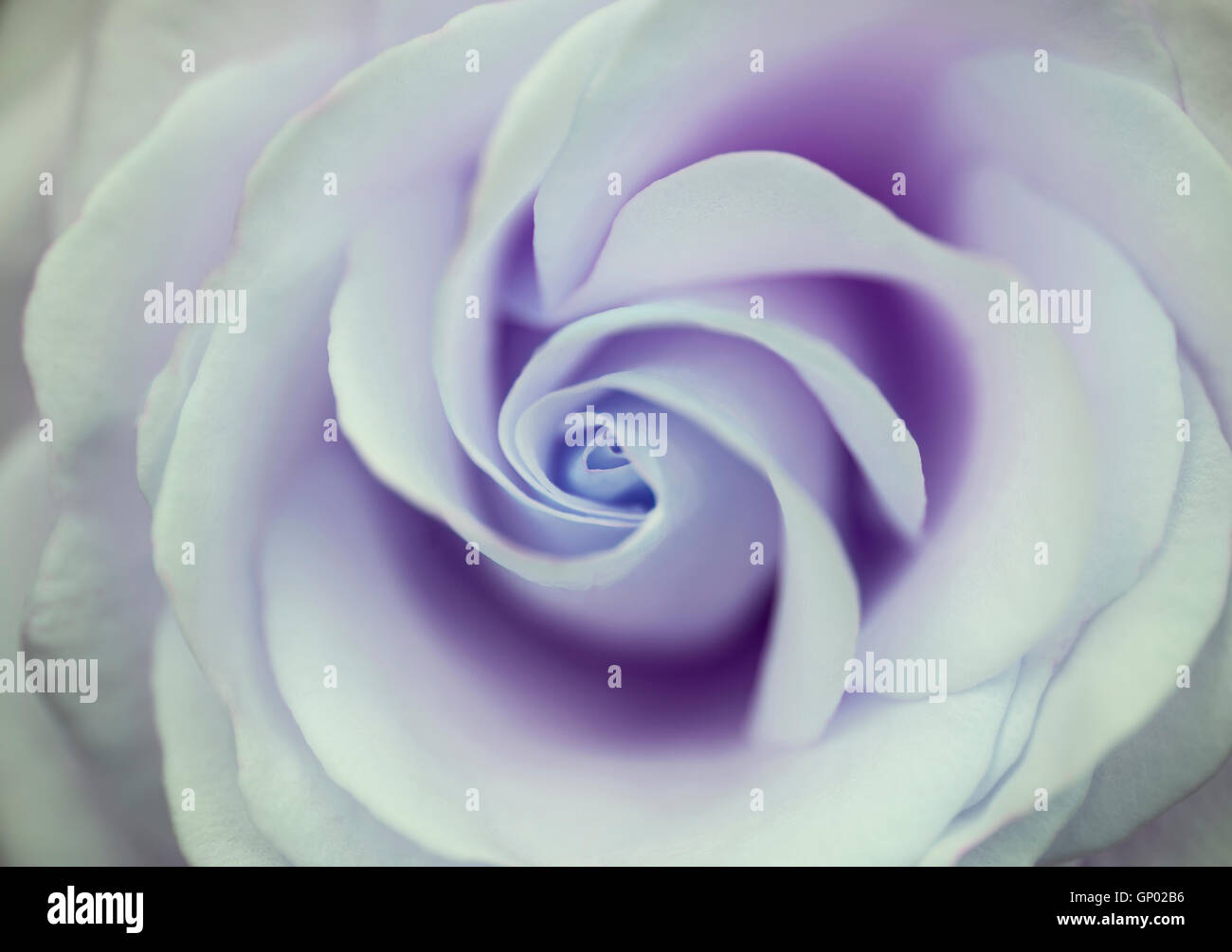 De superbes fleurs rose pourpre avec coloration pastel délicate Banque D'Images