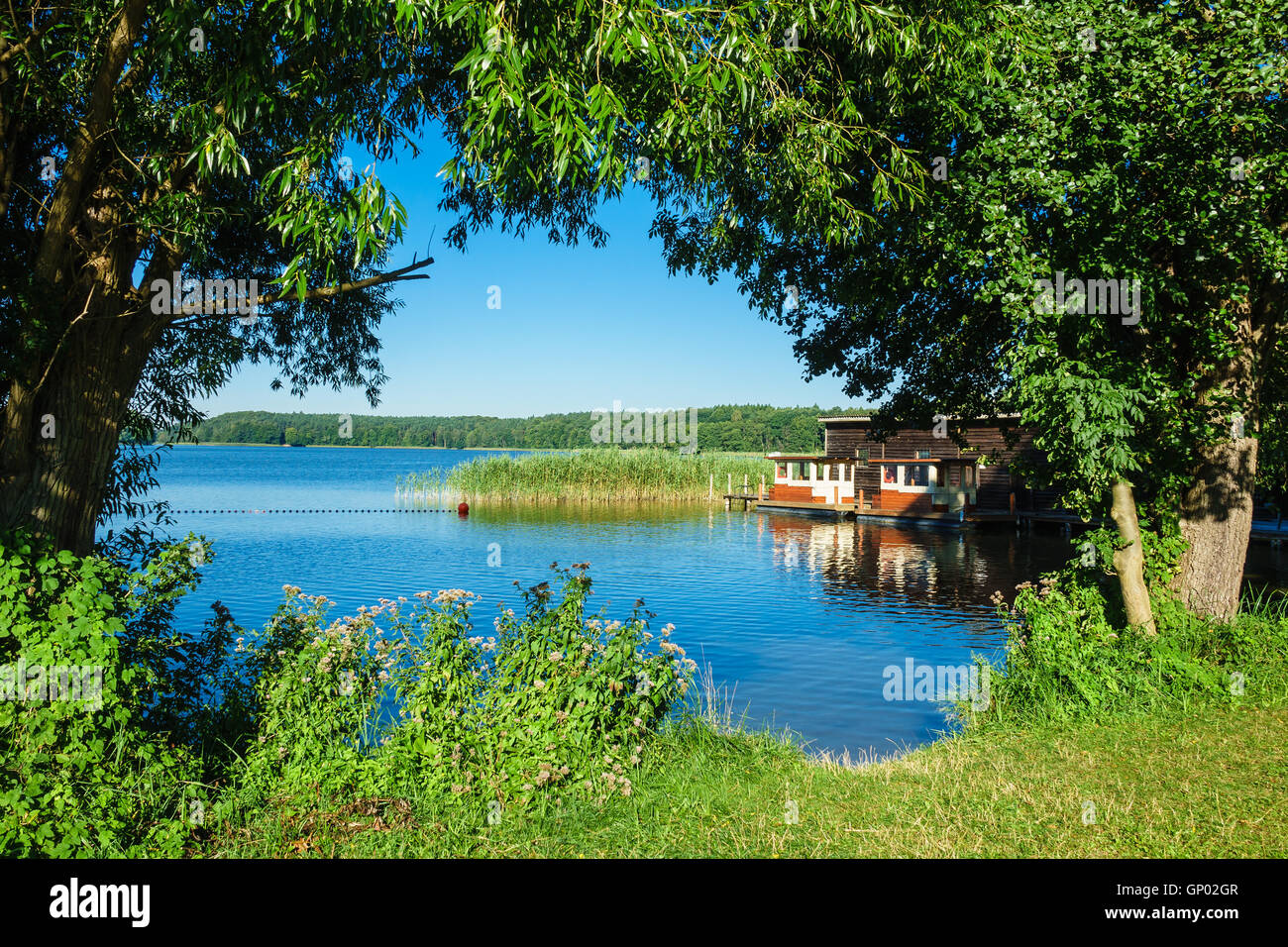 Paysage sur un lac avec des arbres et des roseaux Banque D'Images
