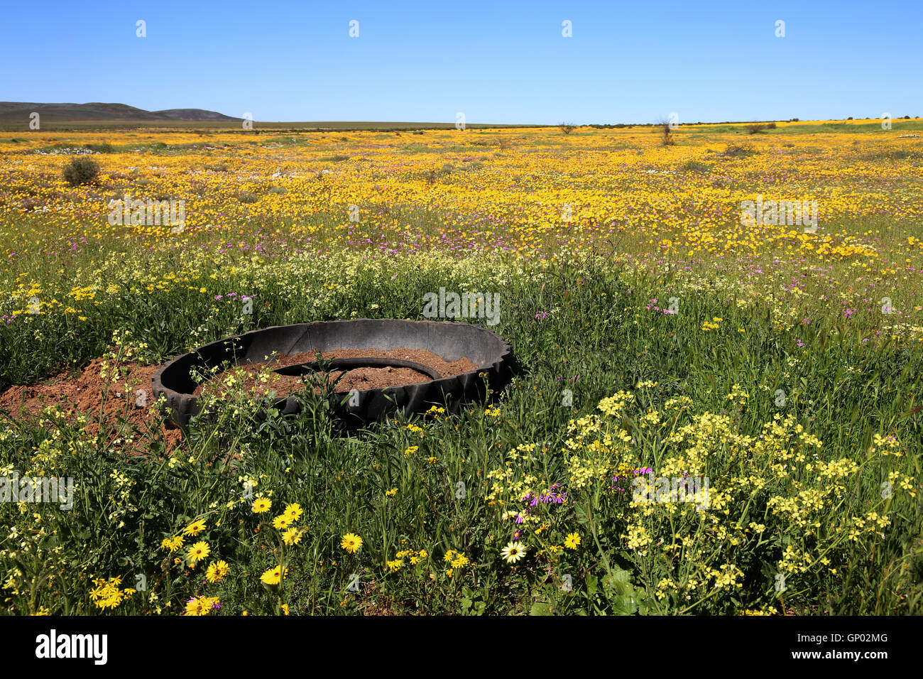 Pneu d'alimentation de saison sèche précédente au milieu de fleurs sauvages du printemps, près de Nieuwoudtville, Northern Cape, Afrique du Sud Banque D'Images