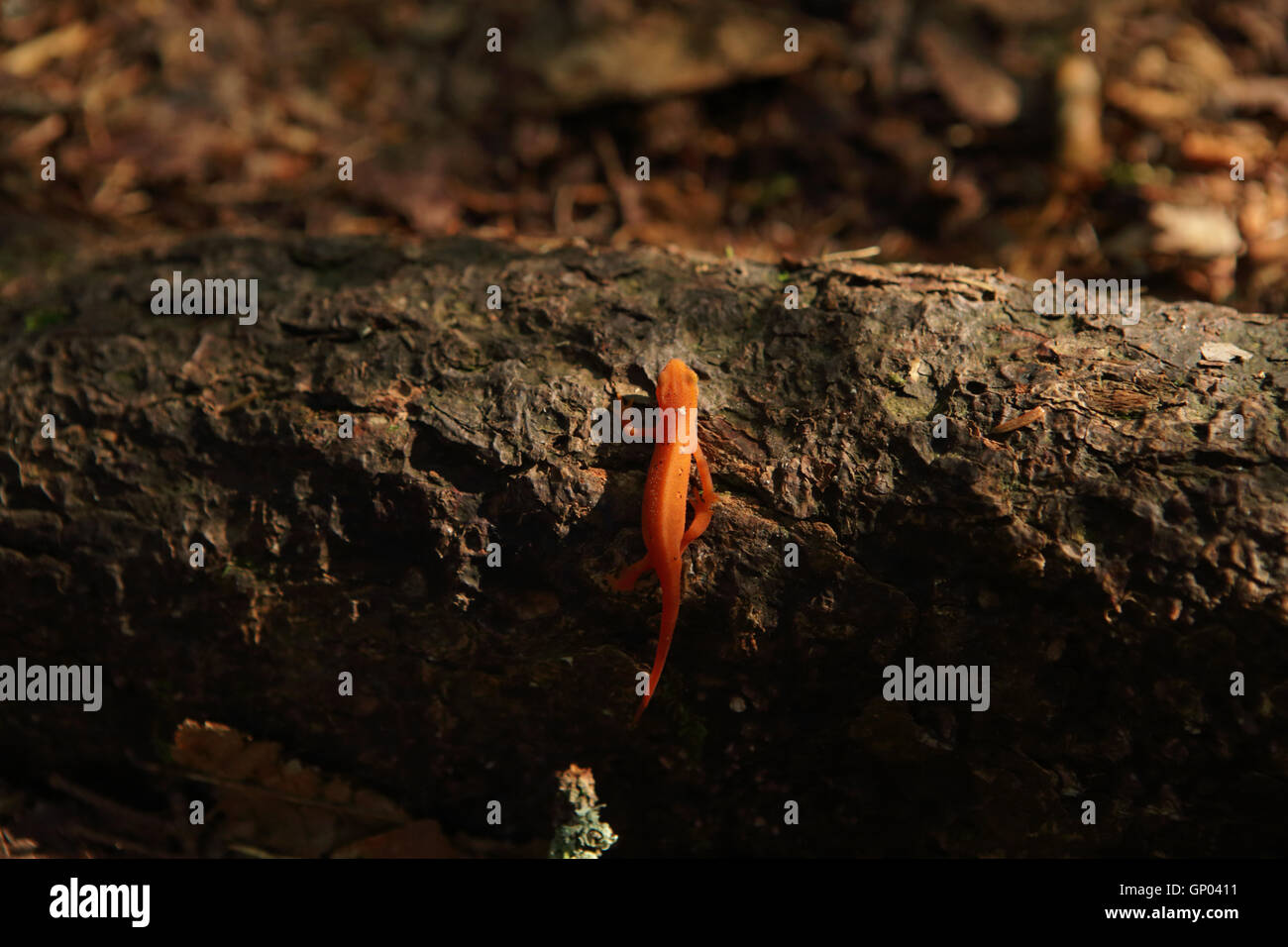 Eft rouge monte un journal tombé sur le sol de la forêt dans les montagnes vertes du sud du Vermont, Etats-Unis Banque D'Images