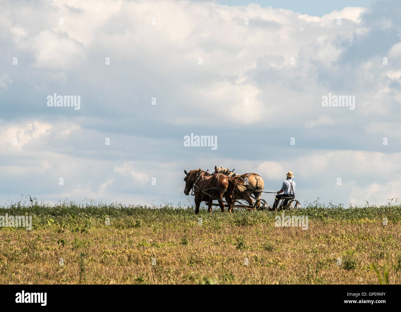 Amish man mowing hay avec machines à cheval Banque D'Images