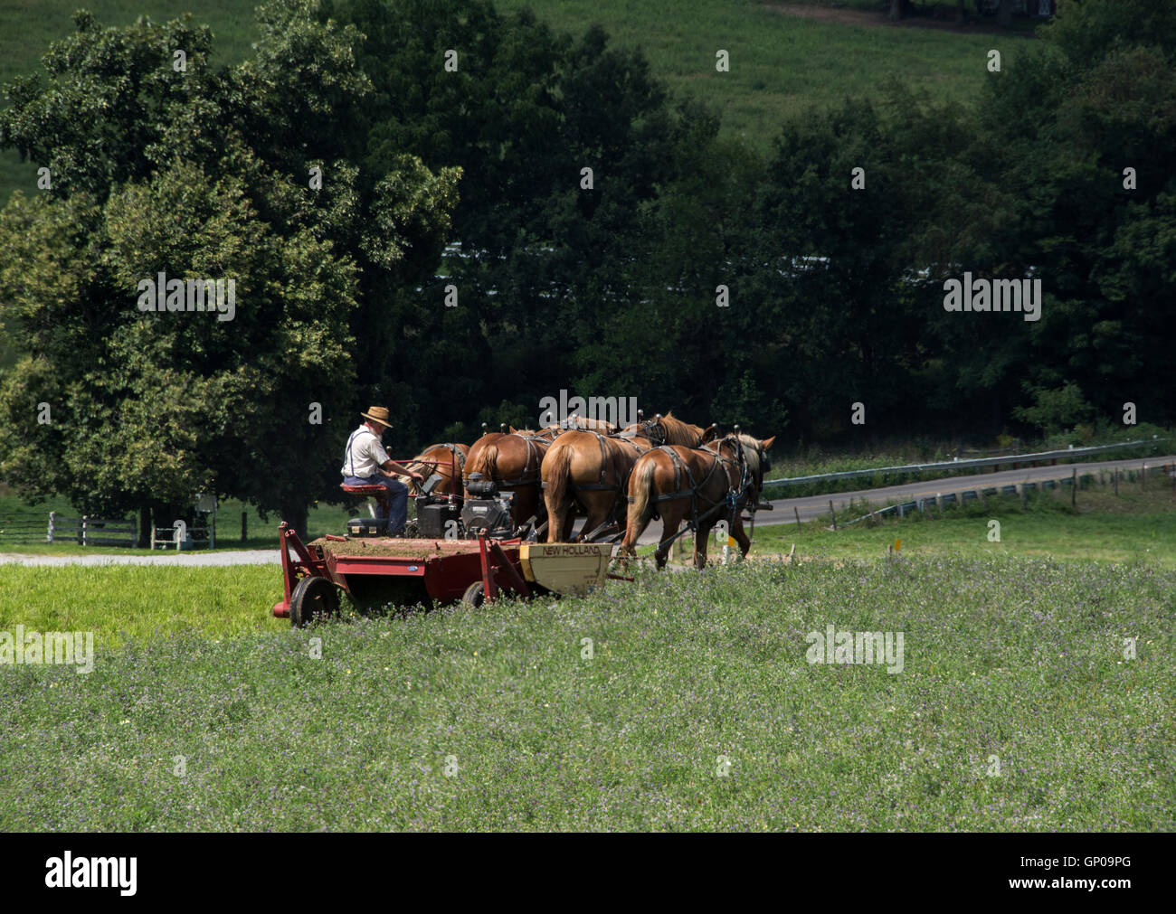 Amish man mowing hay avec machines à cheval Banque D'Images
