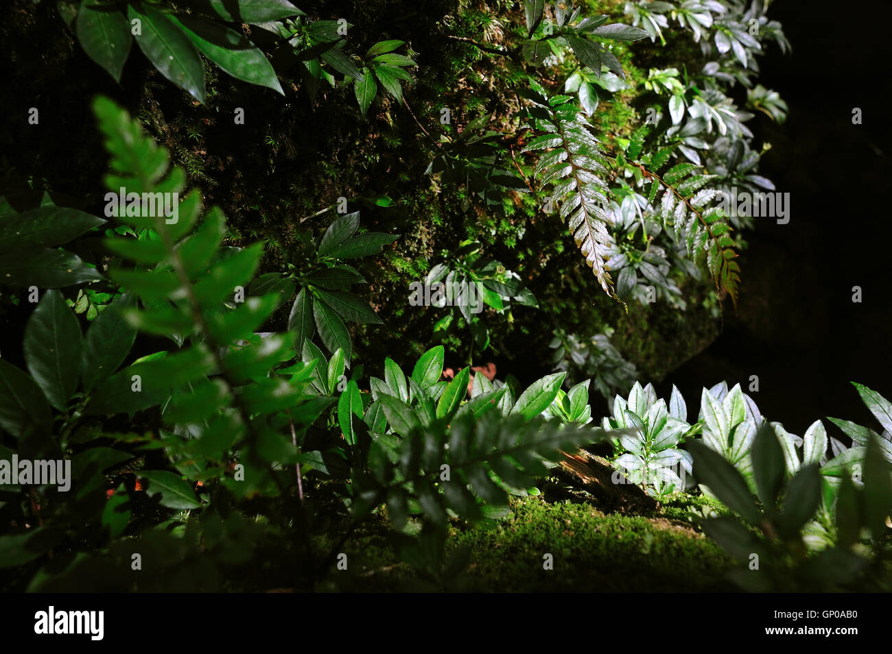 Plantes fougère dans la forêt tropicale sur la pierre, l'ombre et la lumière, l'obscurité. Banque D'Images