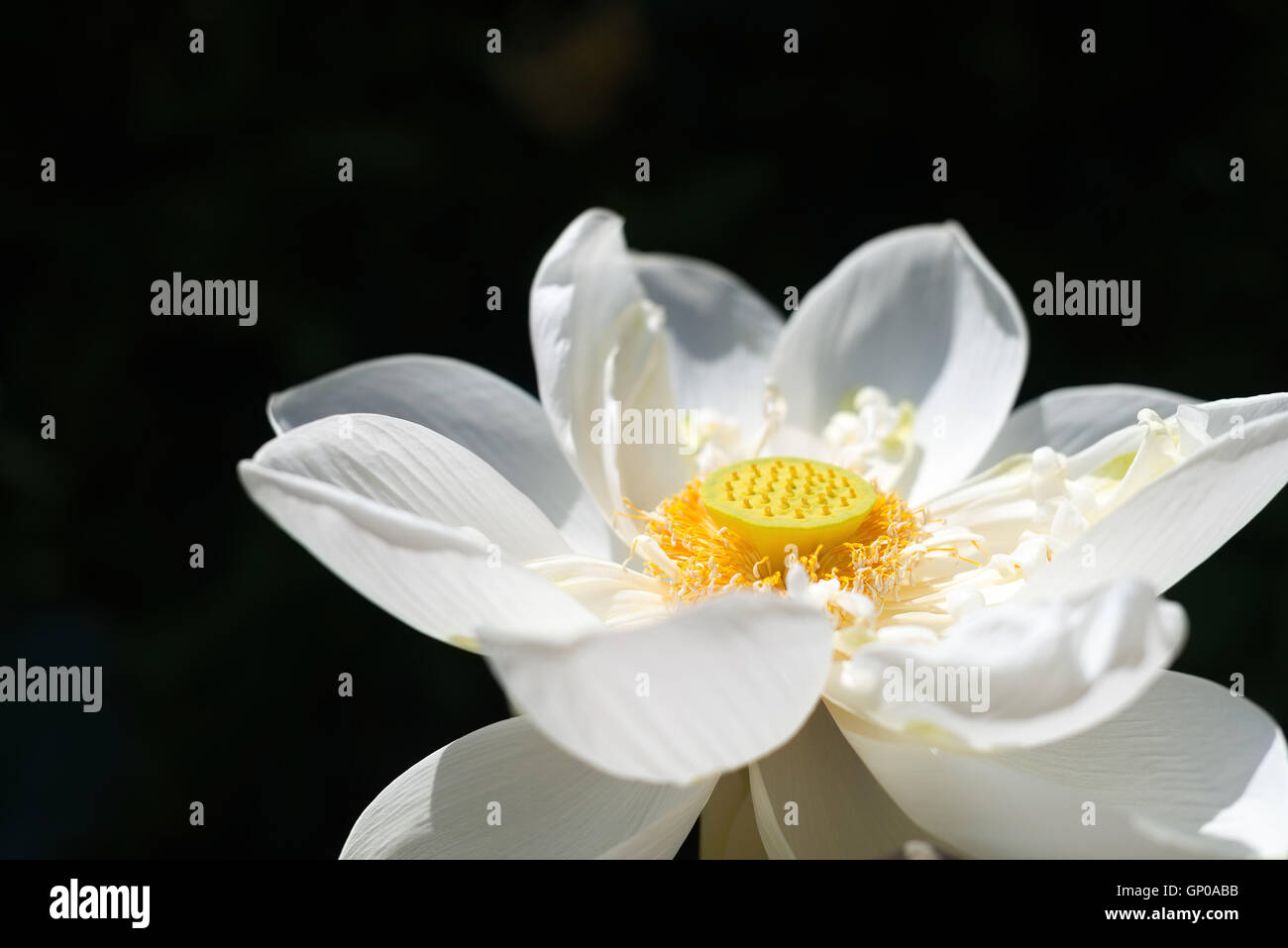 Fleur de Lotus dans l'étang blanc, isolé sur noir. close up Banque D'Images