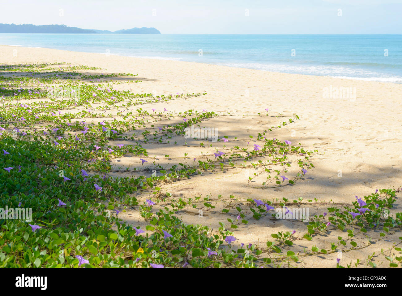 Plages restent complètement naturel. L'Ipomoea pes-caprae la croissance dans l'ensemble de la plage. Banque D'Images