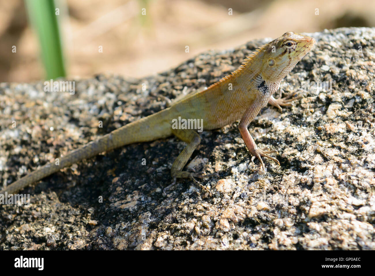 Un caméléon or arrêter sur un rocher. Banque D'Images