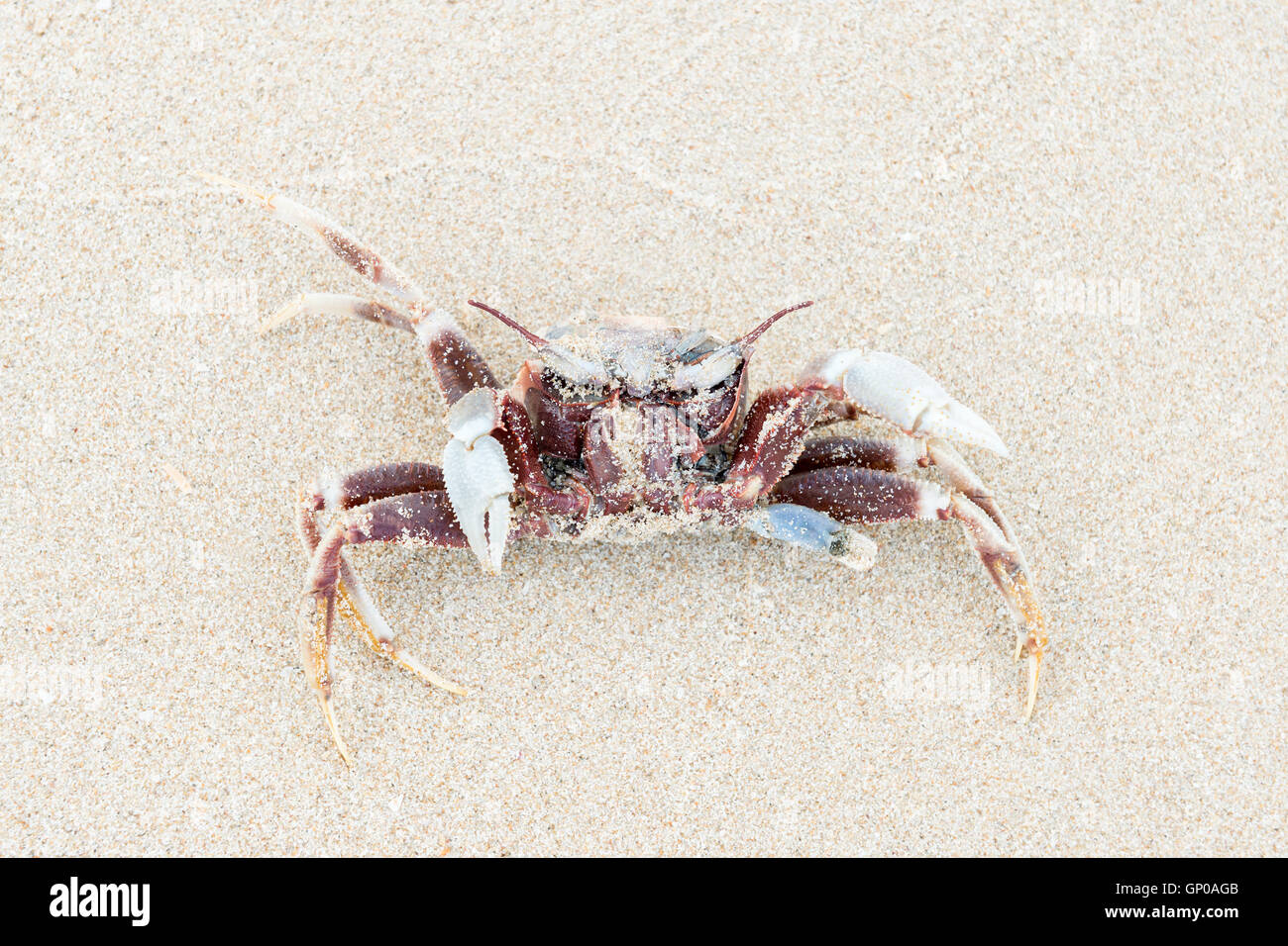 Crabe mort à l'envers sur le sable Banque D'Images