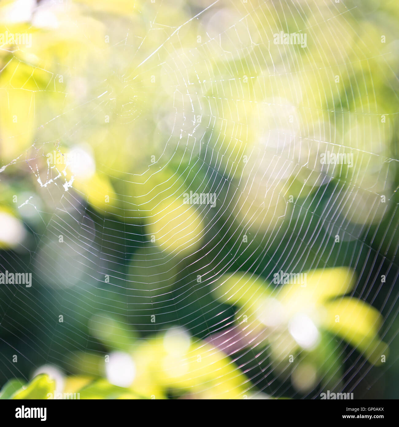 Cobweb dans jardin verdoyant, l'arrière-plan flou. Banque D'Images