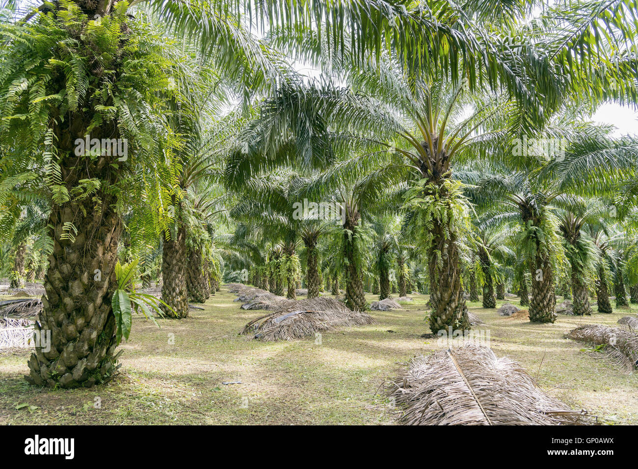 Mûri Palmiers à huile, des rangées de plantation de palmier à huile. Banque D'Images Mûri Palmiers à huile, des rangées de plantation de palmier à huile. Banque D'Images