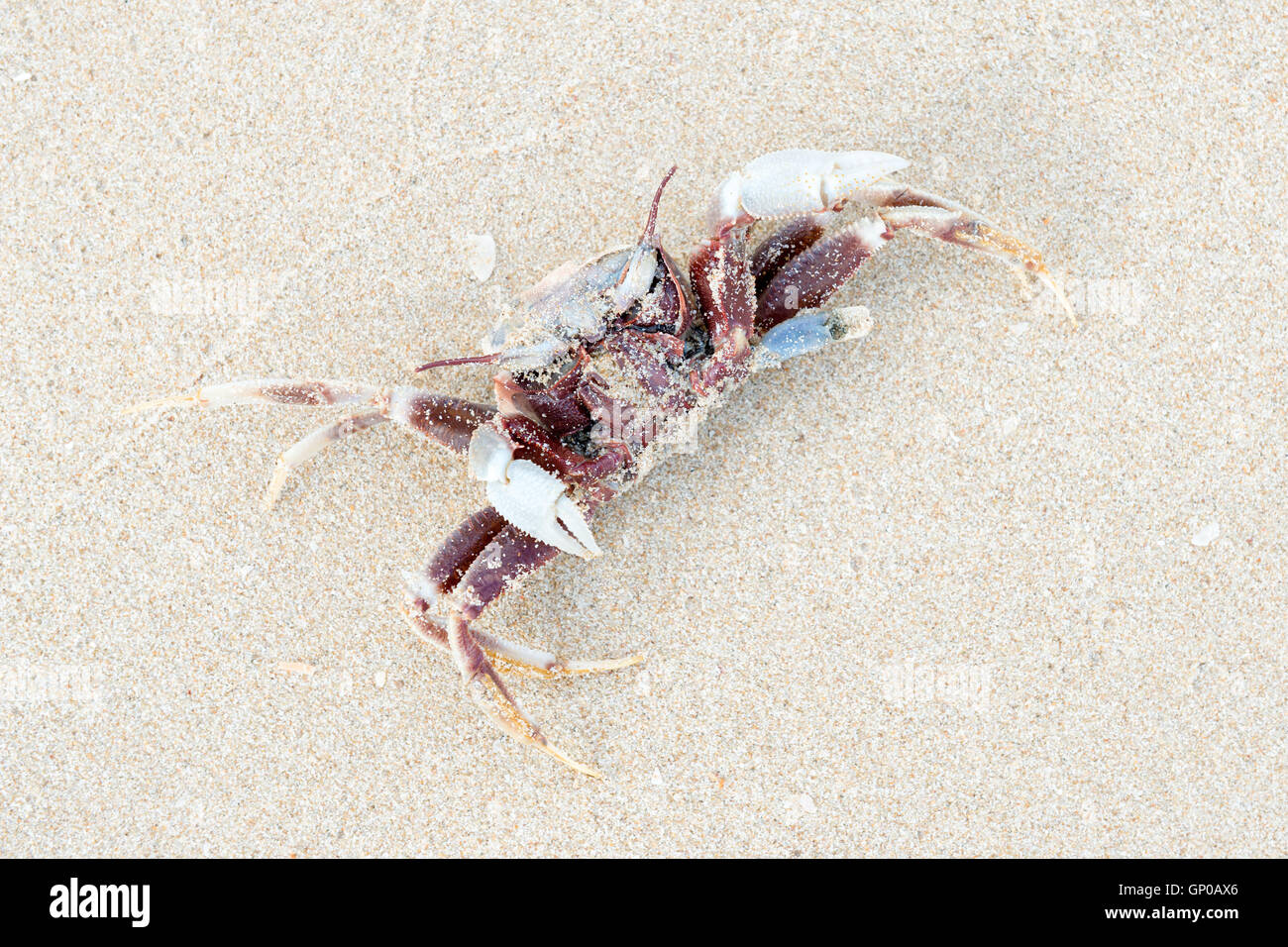 Crabe mort à l'envers sur le sable Banque D'Images