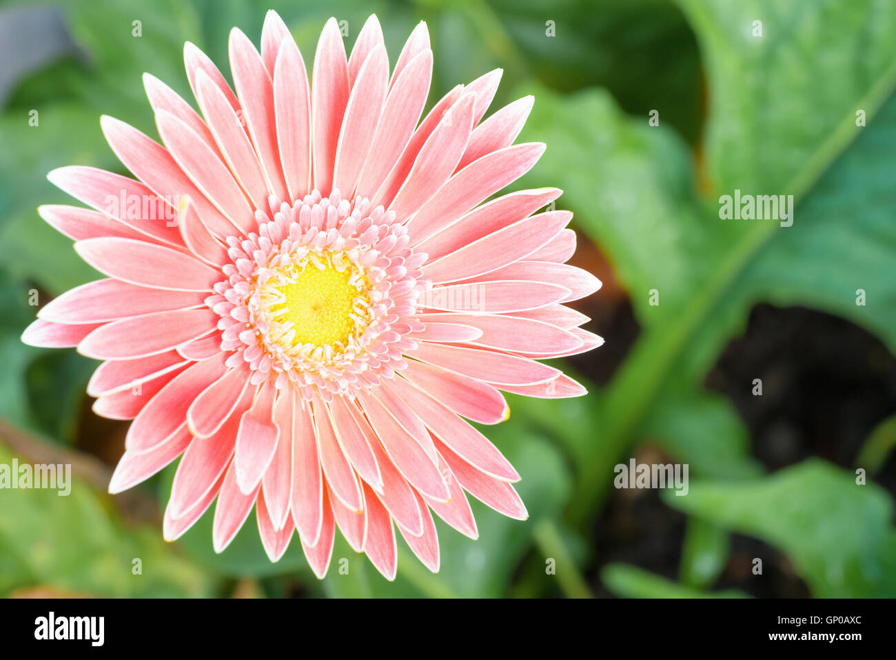 Coeur jaune gerbera avec pétales roses sur fond vert de jardin. Banque D'Images