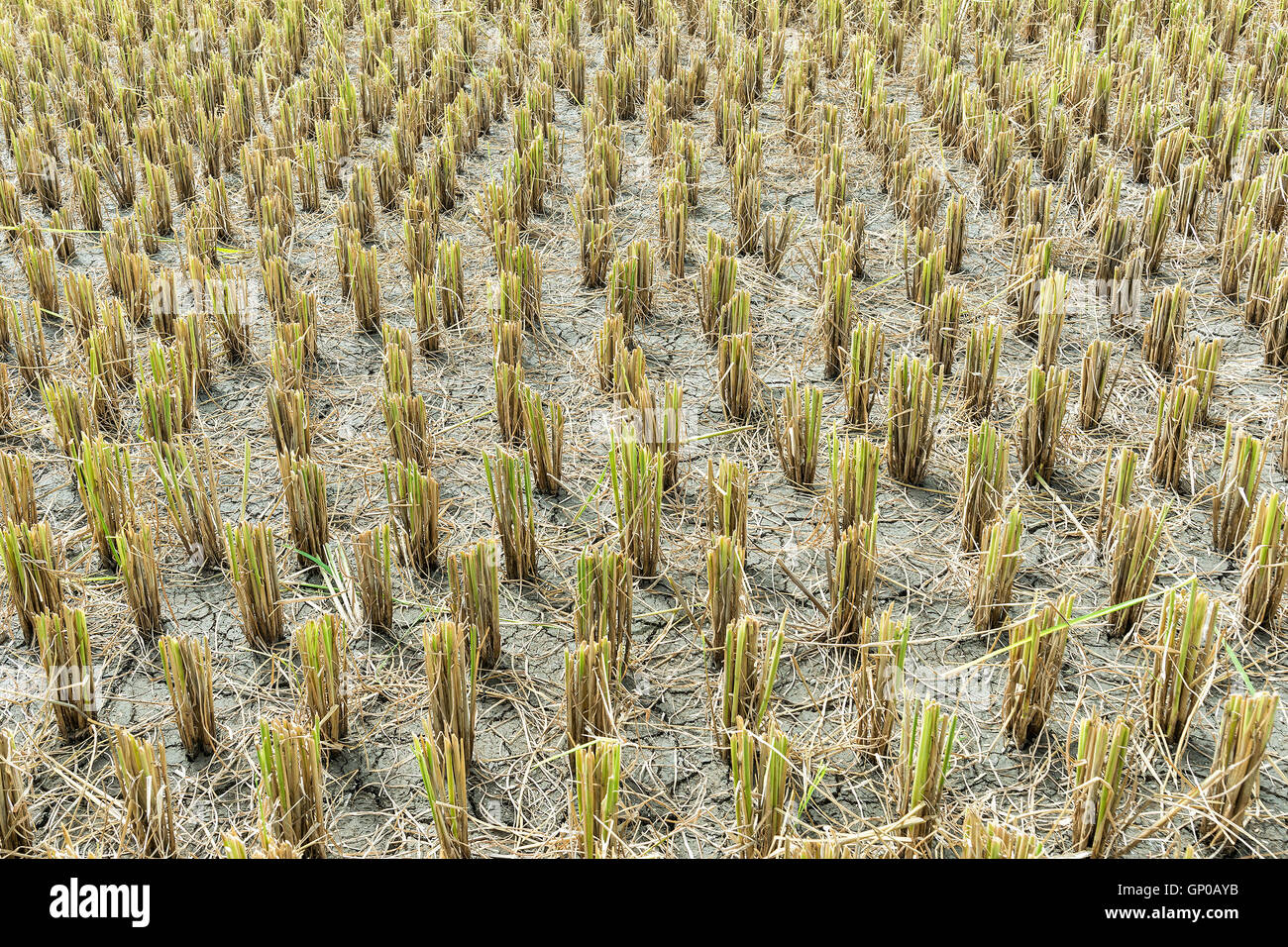 Champ de riz récolté dans le nord de la Thaïlande. Banque D'Images Champ de riz récolté dans le nord de la Thaïlande. Banque D'Images