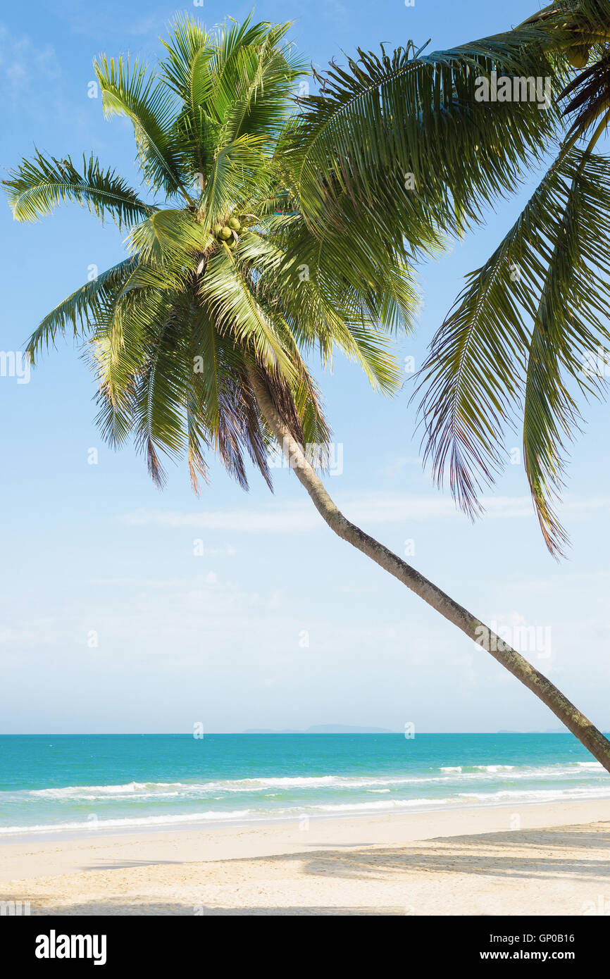 Palmiers à la noix de coco dans le magnifique hôtel tropical beach, le sable blanc et bleu ciel. Banque D'Images