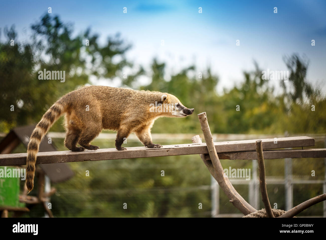 South American coati debout sur une branche Banque D'Images