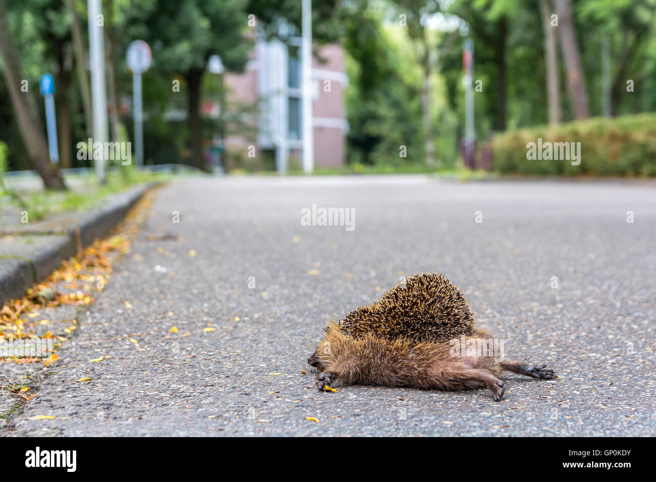 Hérisson complètement adulte gisant mort sur la route après avoir été frappé par une voiture