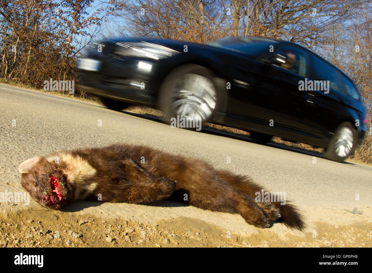 Road Kill : dead martre des pins Martes martes ( ) sur le côté de la route après avoir été frappé en voiture Banque D'Images