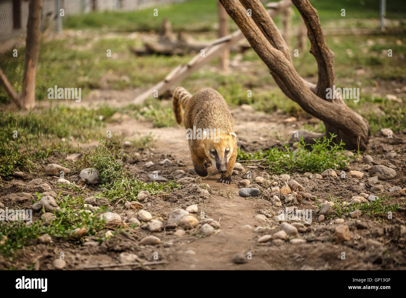 South American Coati sur le bord Banque D'Images