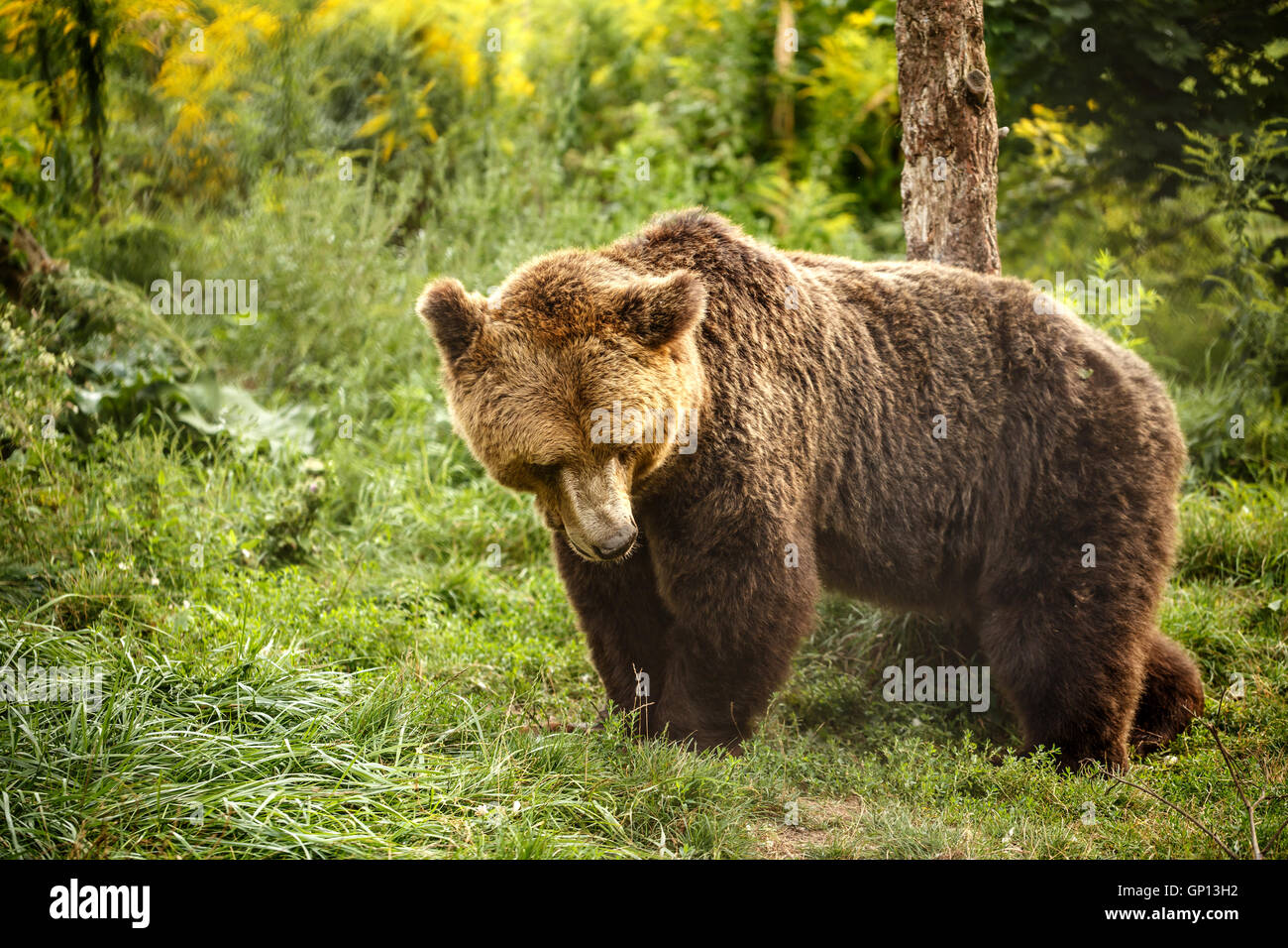 Wild Big brown bear (Ursus arctos) dans la forêt de l'été. Banque D'Images