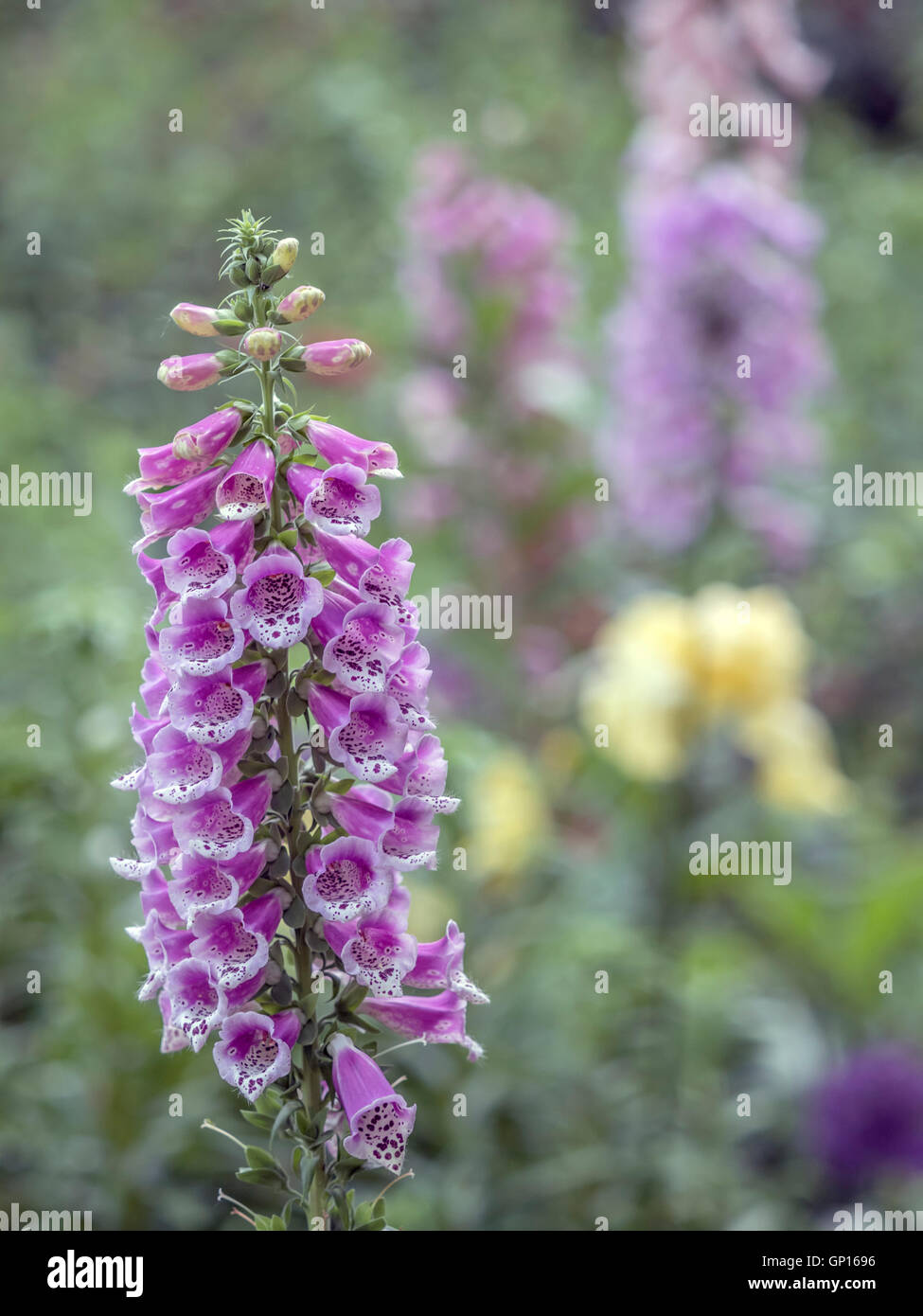 Digitales pourpres jardin en tout début du printemps Banque D'Images