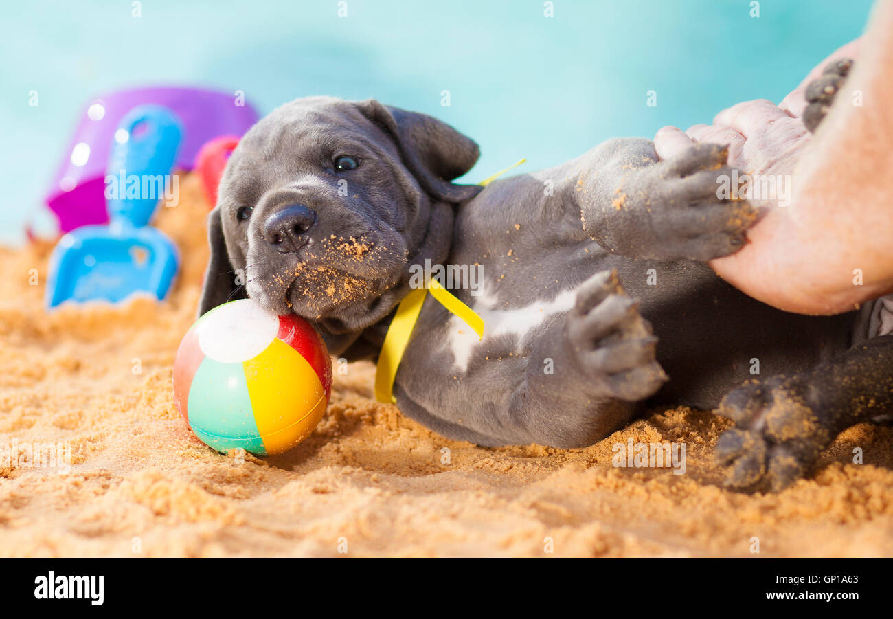 Quatre semaines chiot dogue allemand sur le point d'obtenir un ventre rub Banque D'Images