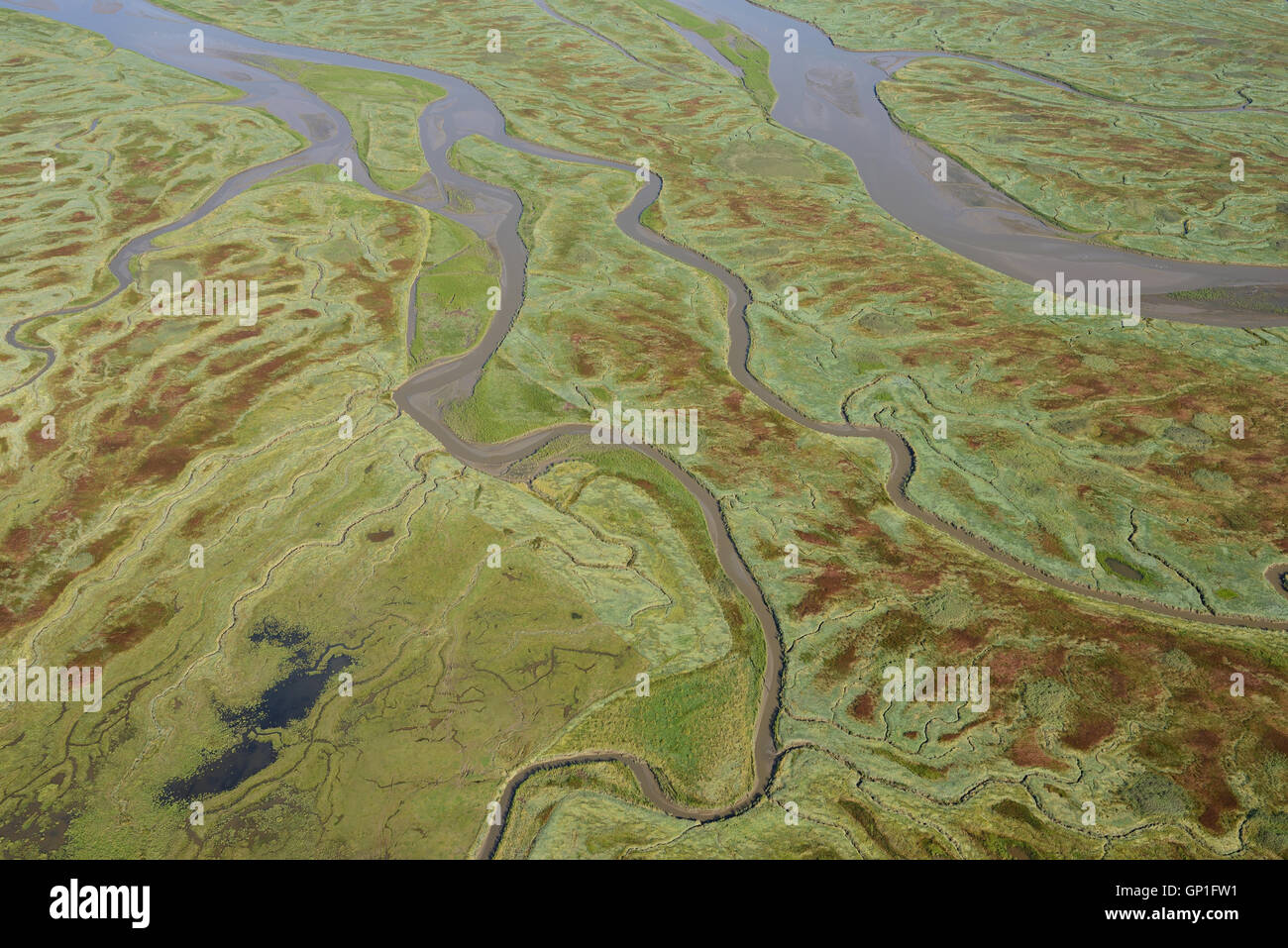 VUE AÉRIENNE.Marais salants dans la nature sauvage de l'estuaire de l'Escaut occidental.Verdronken Land van Saeftinghe, Zélande, pays-Bas. Banque D'Images