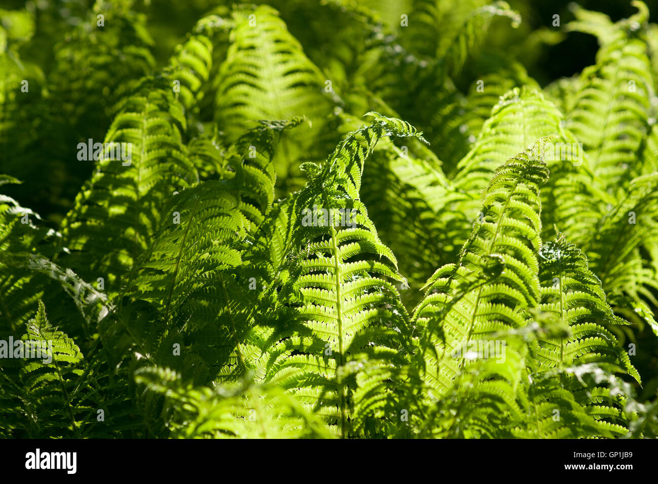 Soleil Vert feuilles de fougère dans une forêt. Jeu de lumière et d'ombre. Thème d'été. Banque D'Images
