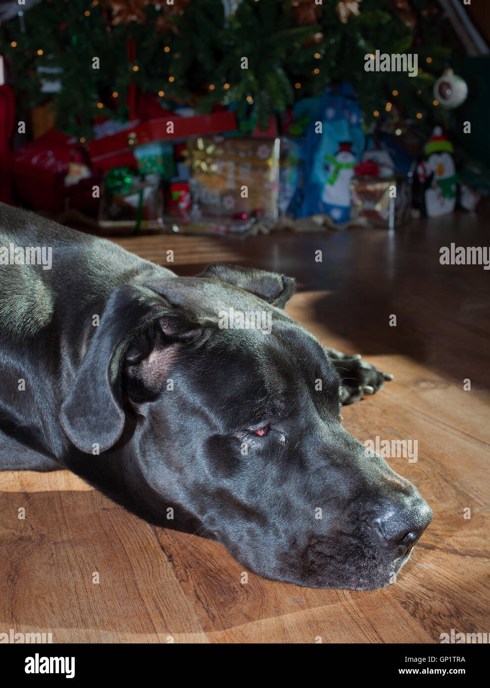 Dogue Allemand noir sieste devant un arbre de Noël Banque D'Images