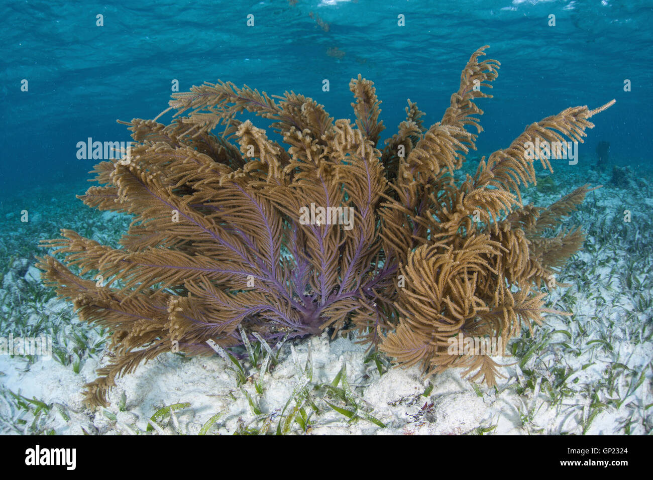 Les récifs coralliens des Caraïbes avec Sea Rod poreux, Pseudopterogorgia acerosa, Turneffe Atoll, des Caraïbes, le Belize Banque D'Images