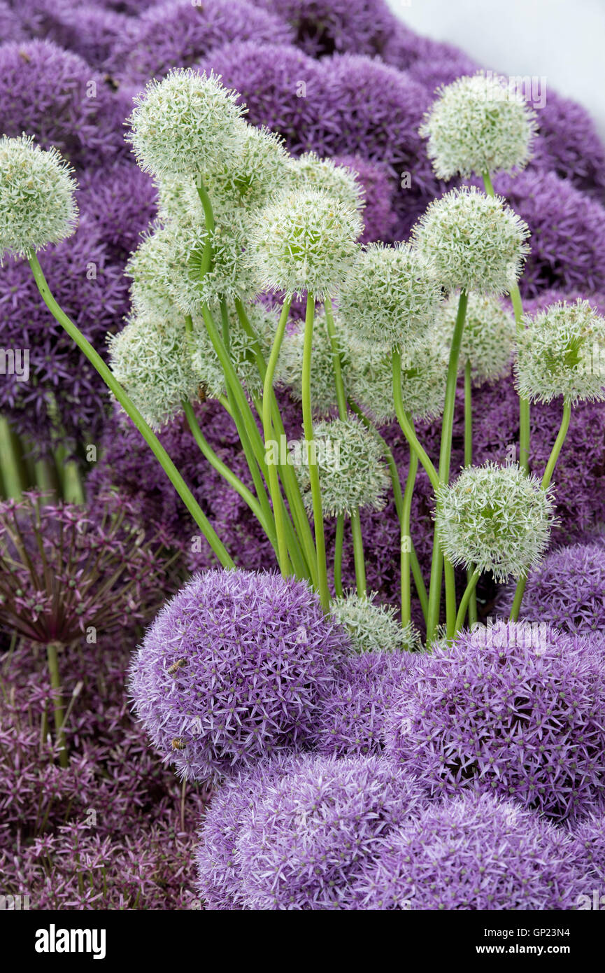 Allium fleurs à un surplus flower show. UK Banque D'Images