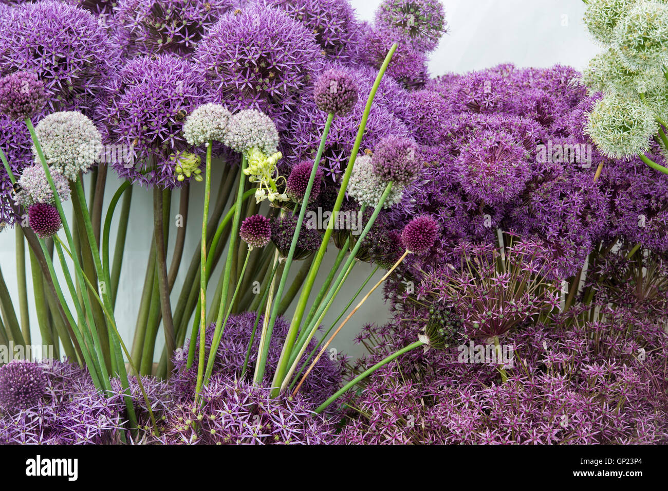 Allium fleurs à un surplus flower show. UK Banque D'Images