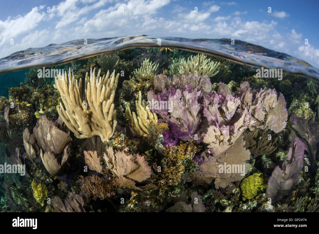 Les récifs coralliens des Caraïbes, Turneffe Atoll, des Caraïbes, le Belize Banque D'Images