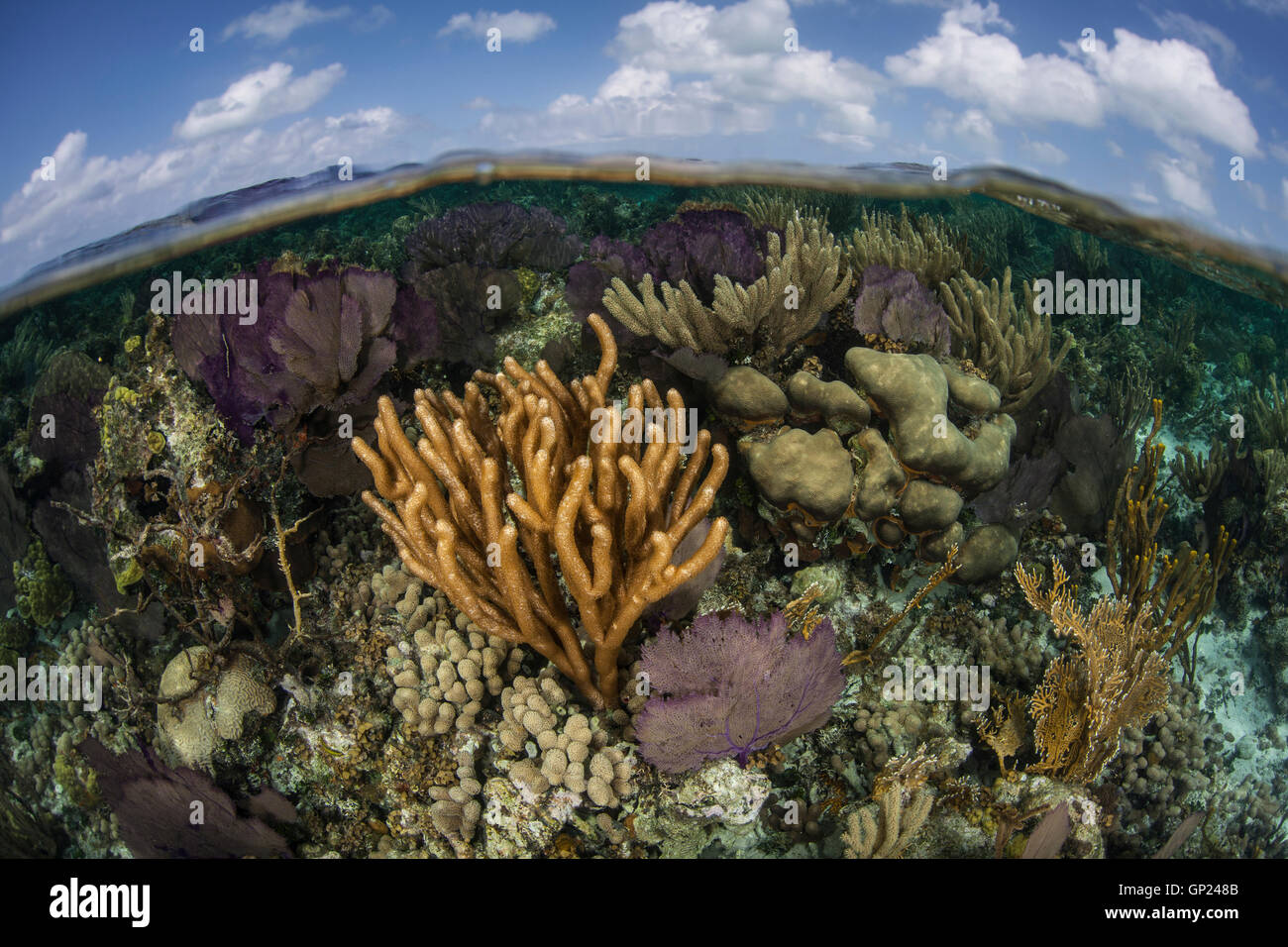 Les récifs coralliens des Caraïbes, Turneffe Atoll, des Caraïbes, le Belize Banque D'Images