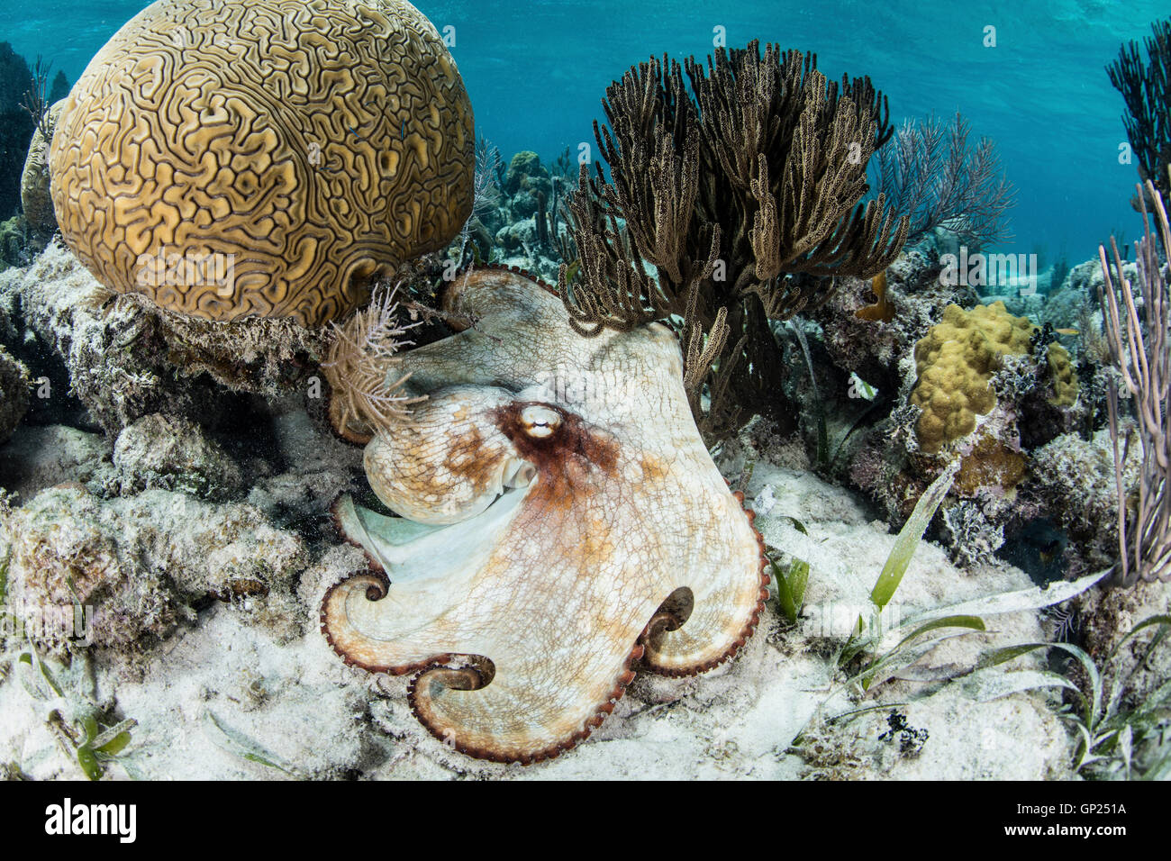 Carribean Reef Octopus Octopus, briareus, Turneffe Atoll, des Caraïbes, le Belize Banque D'Images