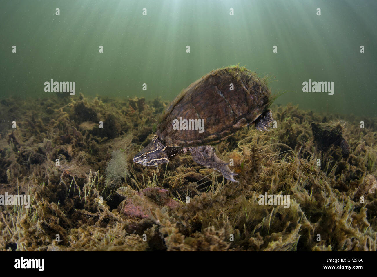 La tortue musquée, Sternotherus odoratus, Massachusetts, Cape Cod, USA Banque D'Images