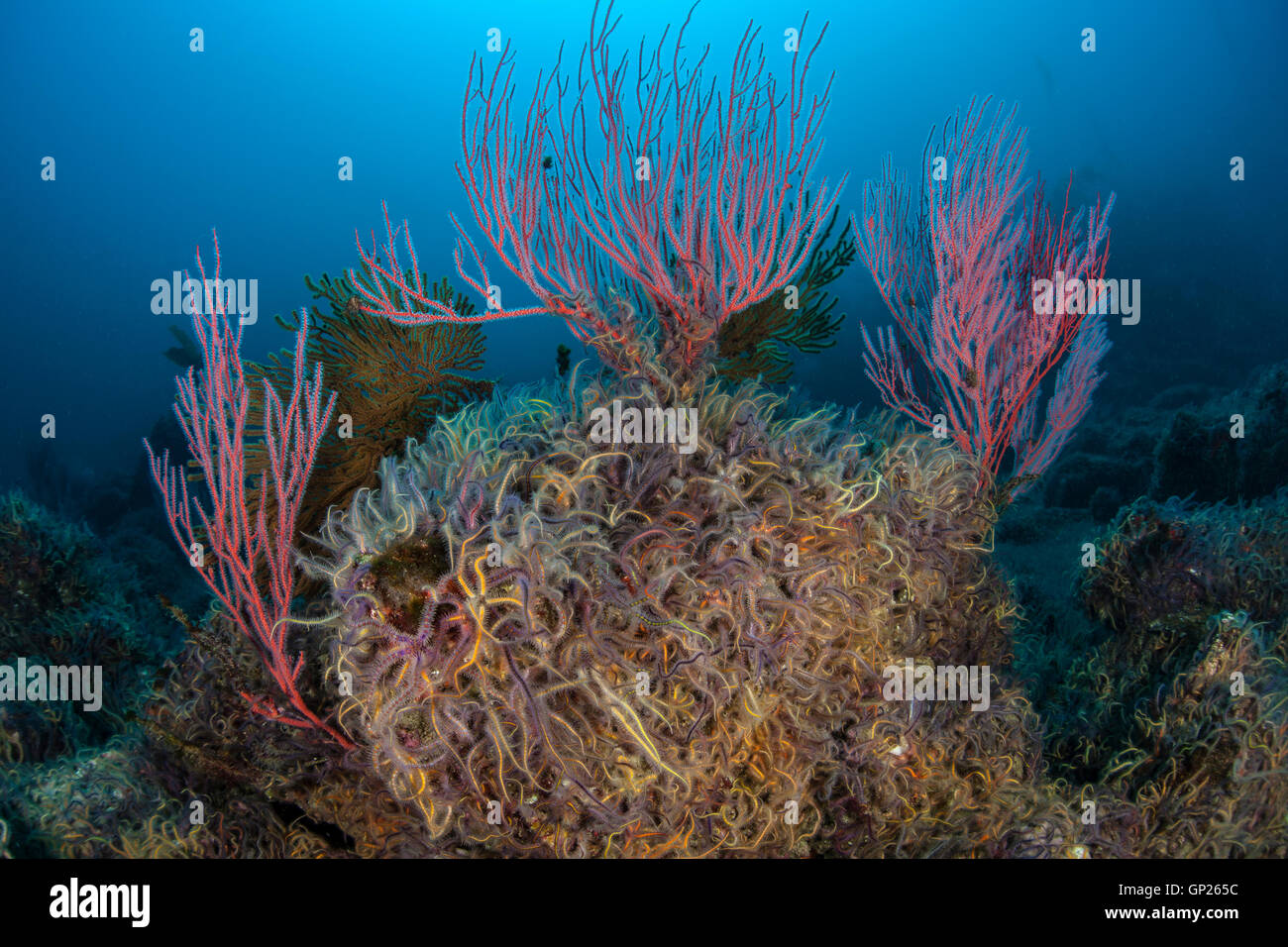 Gorgones rouge corail fouet, Lophogorgia chilensis, Channel Islands, California, USA Banque D'Images
