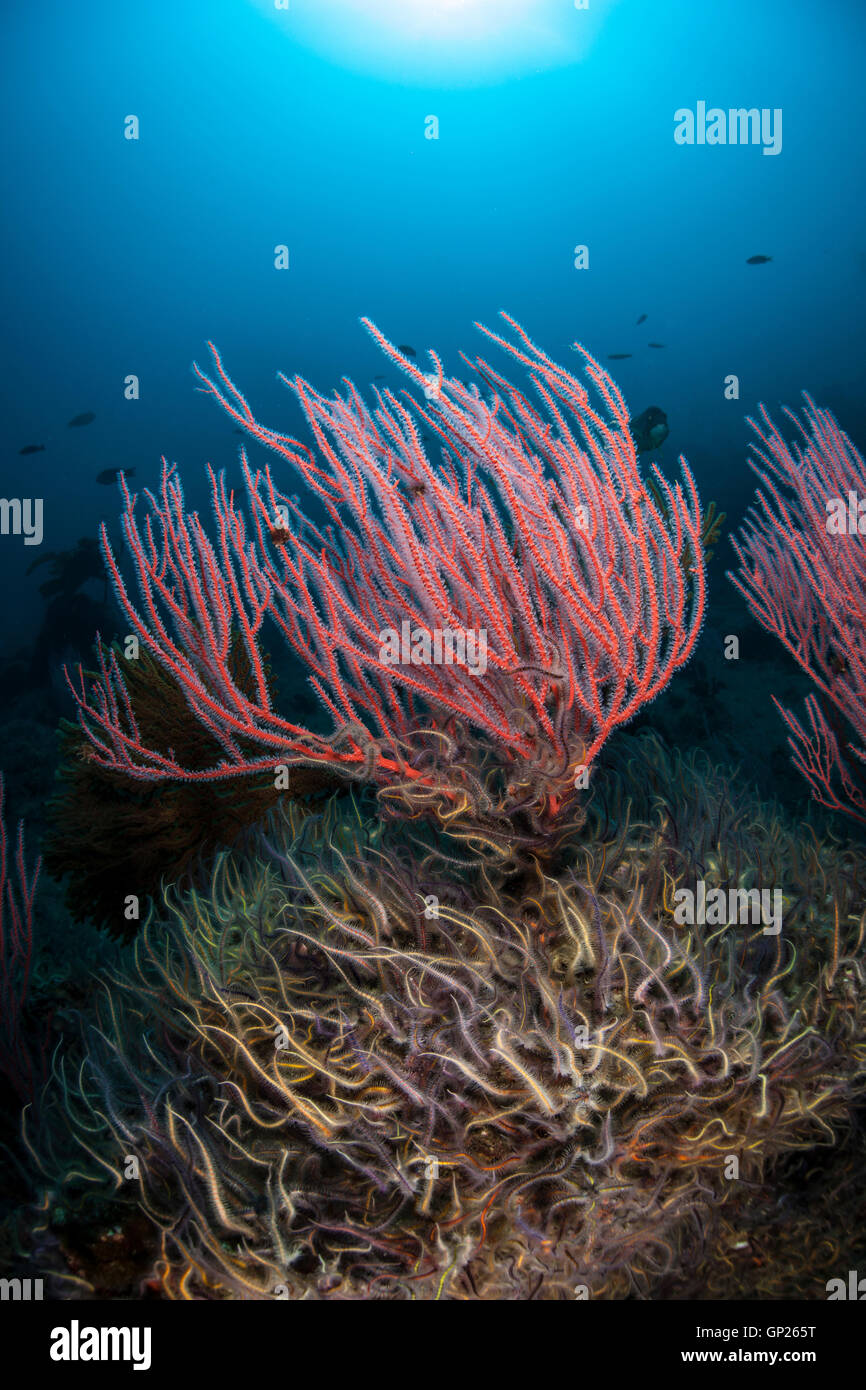 Gorgones rouge corail fouet, Lophogorgia chilensis, Channel Islands, California, USA Banque D'Images