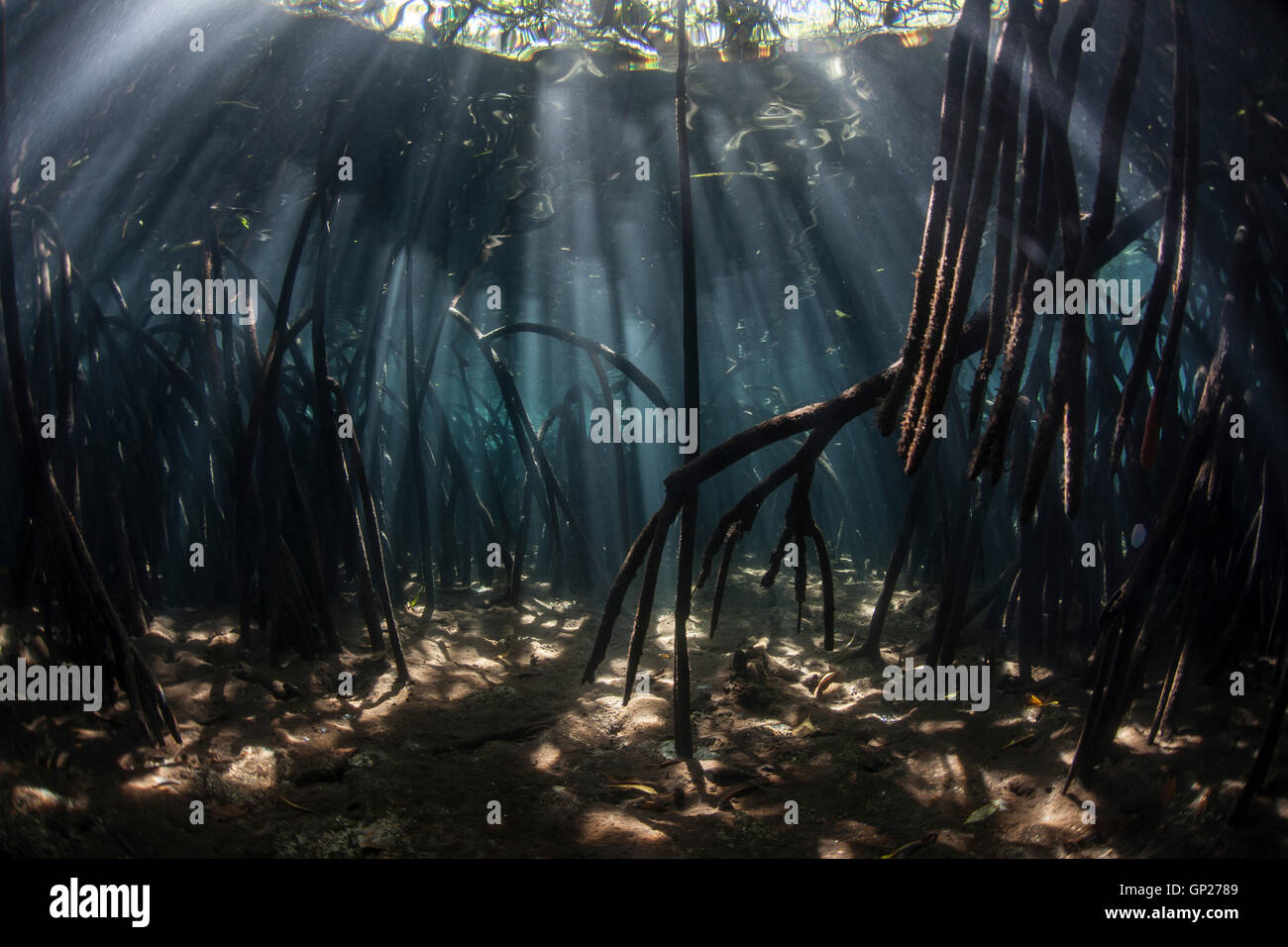 Les racines de mangrove, le Parc National de Komodo, Indonésie Banque D'Images