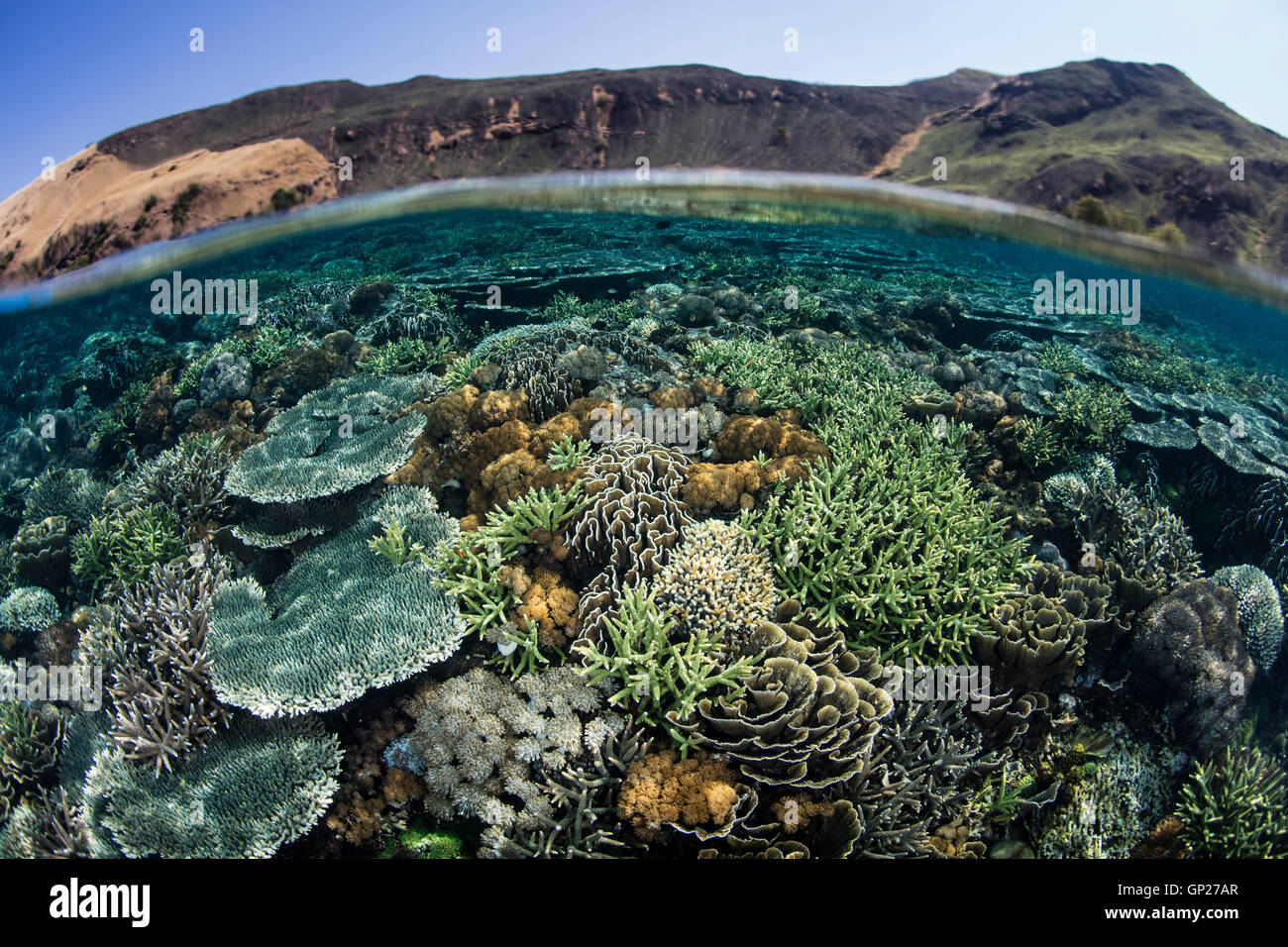 De plus en plus de récifs de coraux différents sur le haut, le Parc National de Komodo, Indonésie Banque D'Images