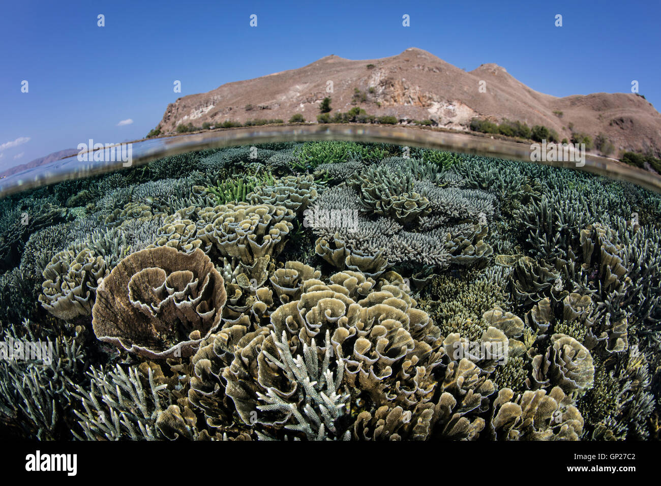 De plus en plus de récifs de coraux différents sur le haut, le Parc National de Komodo, Indonésie Banque D'Images