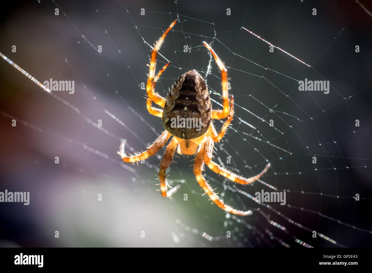 Un jardin commun spinning spider un site web au Sussex Banque D'Images