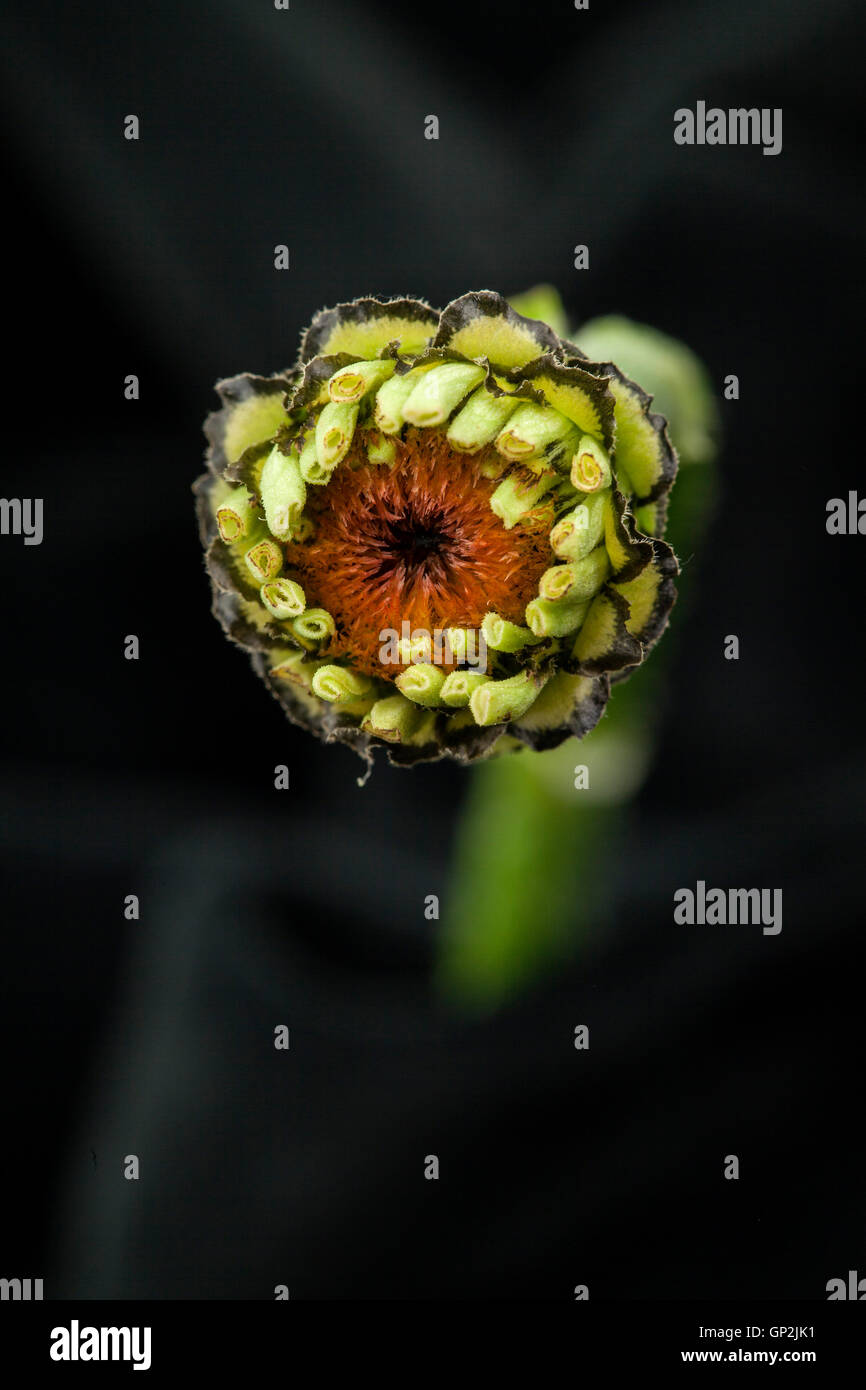 Zinnia fleur prise en herbe avec objectif macro. Banque D'Images