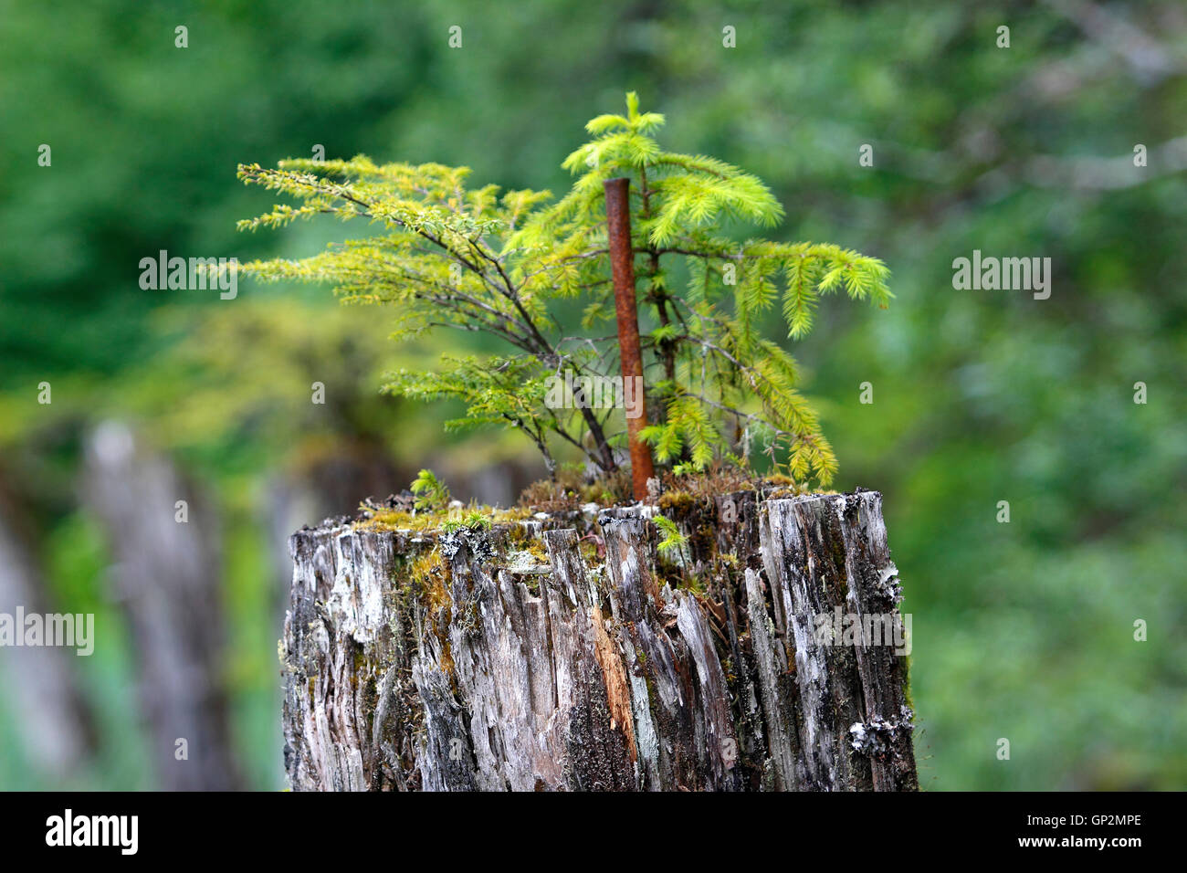 De plus en plus des semis d'épinette de Sitka sur pilotis marine pourri le passage intérieur de l'île Wrangell Southeast Alaska USA Banque D'Images