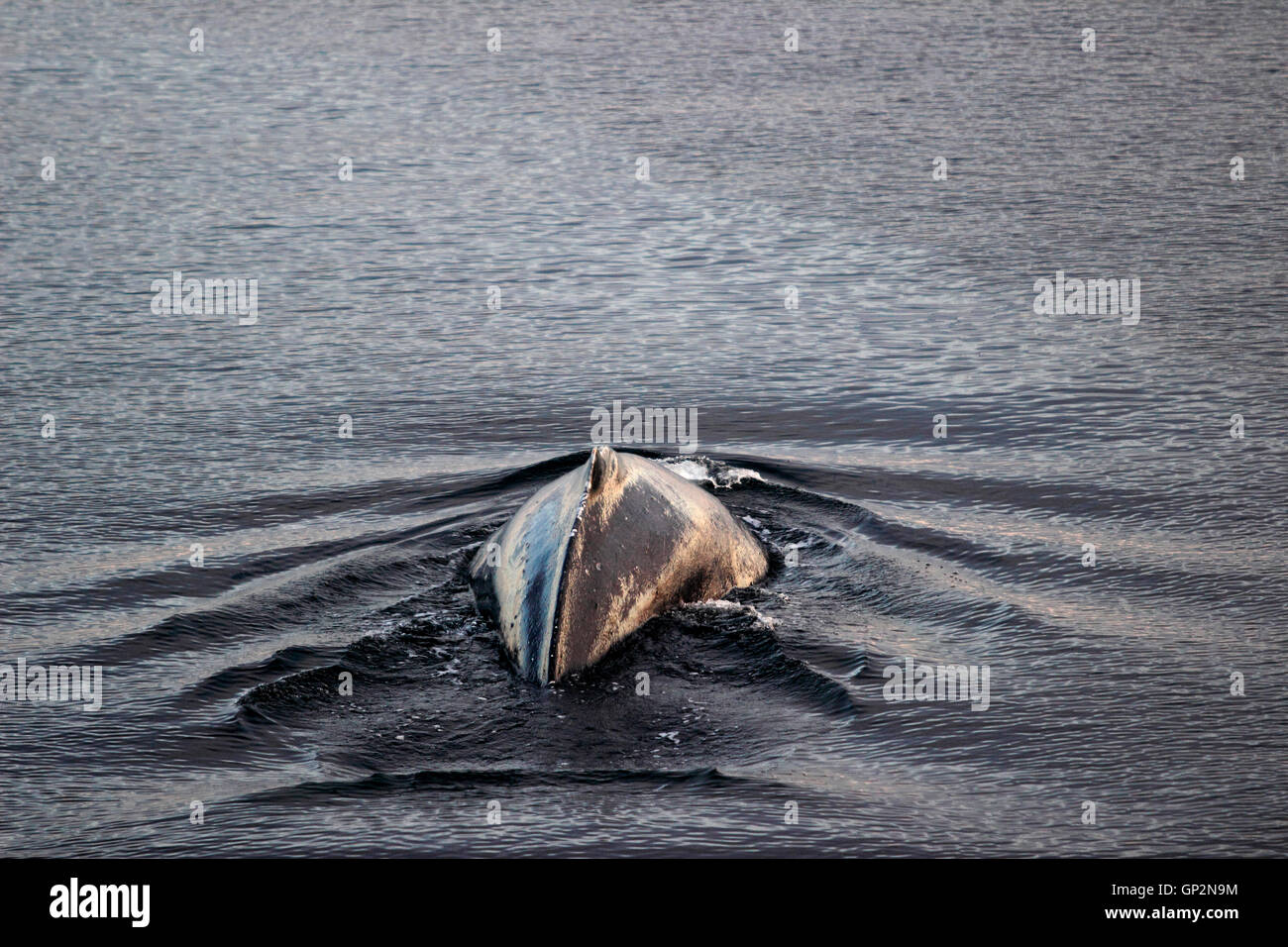 Violation de baleine à bosse (Megaptera novaeangliae) soirée de queue de Misty Fjords National Monument Le passage de l'intérieur sud-est de l'Alaska-NOUS Banque D'Images