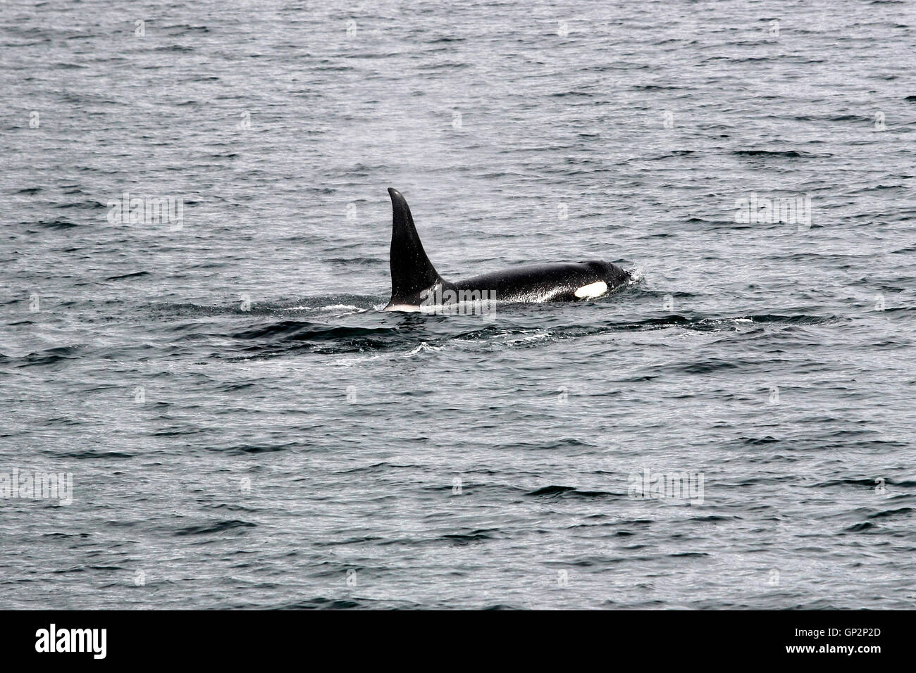 Violer orques épaulards' dans 'la baie Sitka Sitka Alaska du Sud-Est USA Banque D'Images