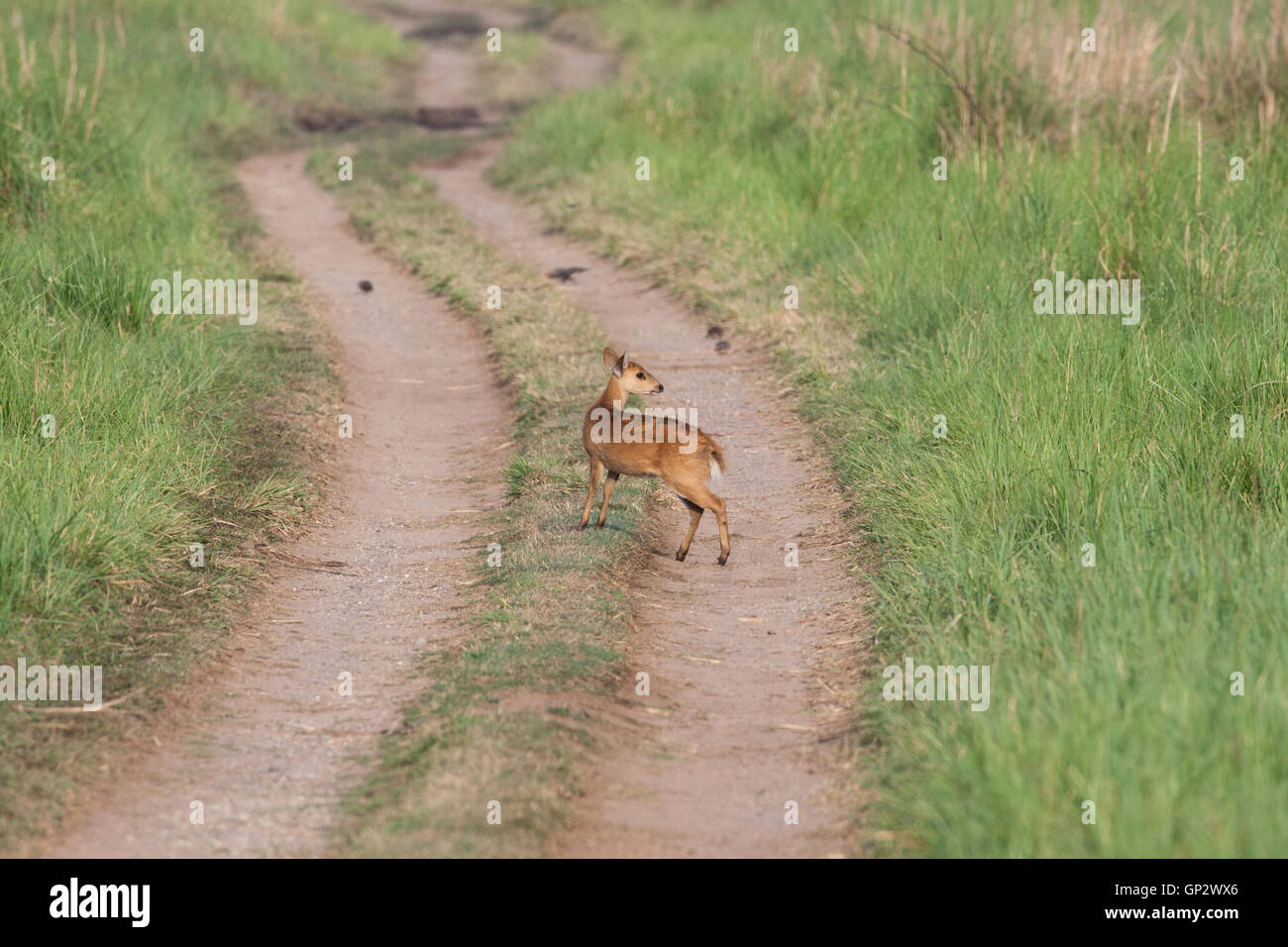 L'Indien est Deer Hog alerte dans les prairies de Dhikala à Jim Corbett National Park Banque D'Images